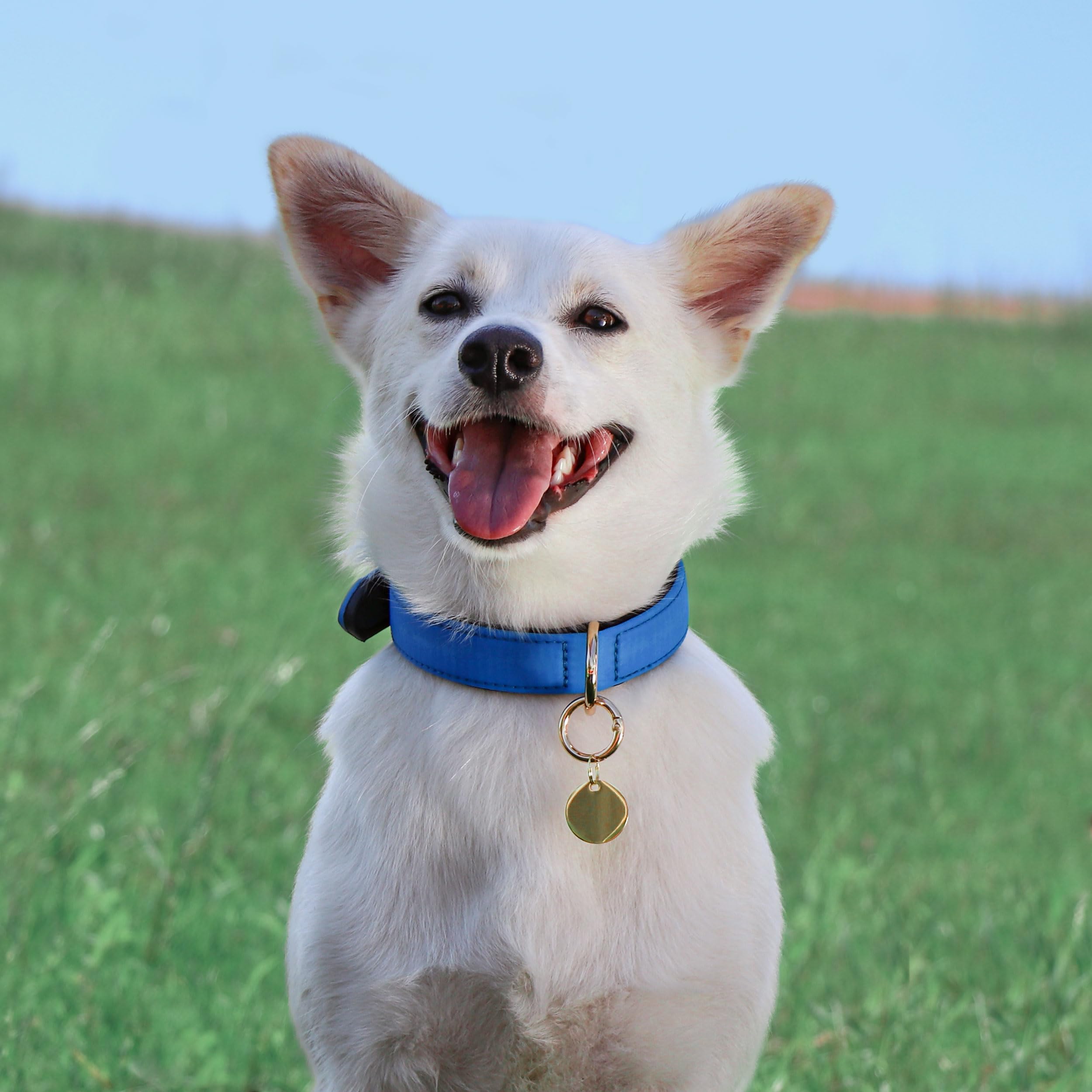 Didog Soft Padded Dog Collars For Medium Dogs, Lightweight And Breathable Dog Collar Waterproof With Metal Buckle, Blue, M