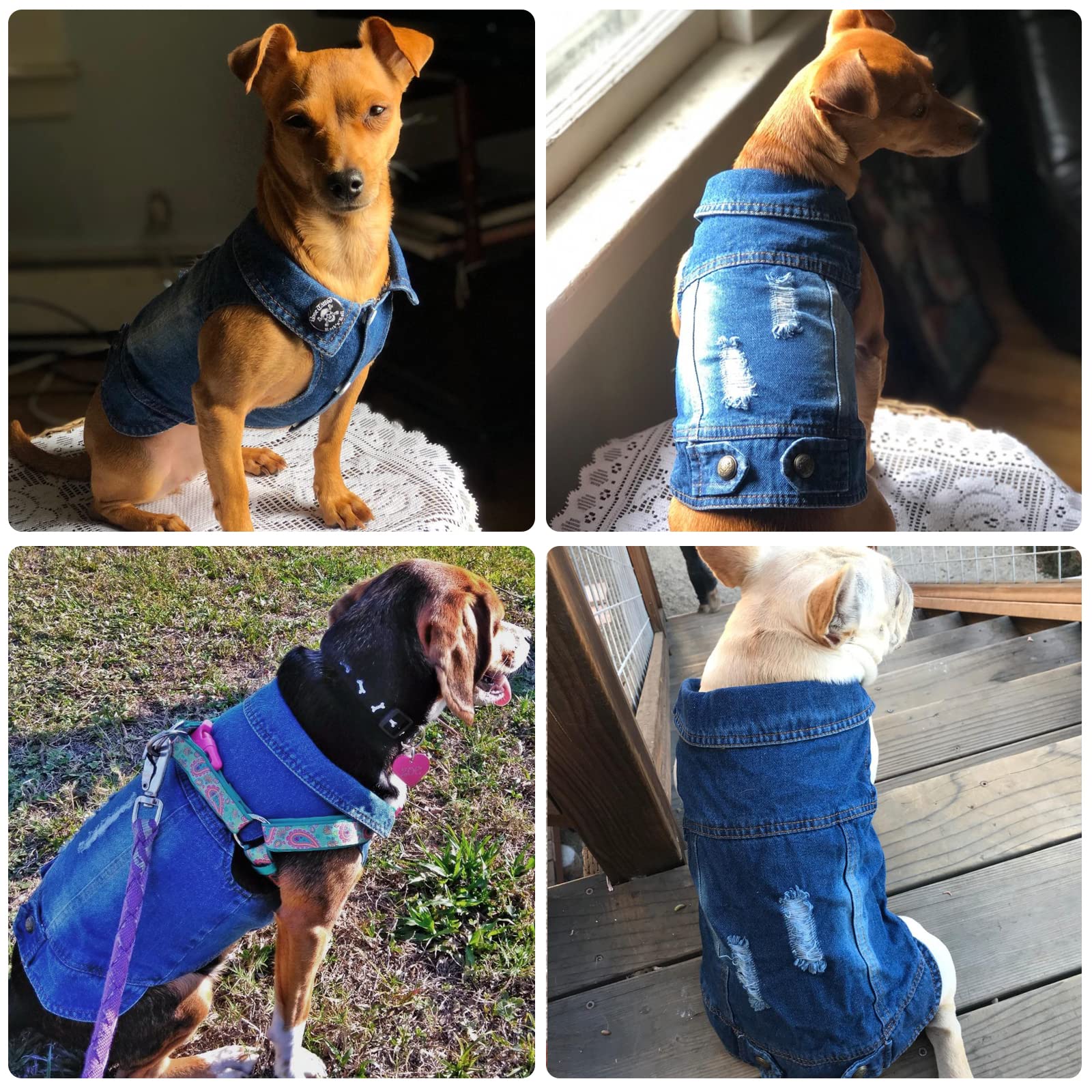 Doggyzstyle Cool Blue Dog Jean Jacket Small Pet Outfits Dog Clothes For Small Medium Dogs Cats Boys Girls Pet Vest Denim Coats Puppy Shirts Doggy Costume Clothing For Shih Tzu Chihuahua Yorkie Teacup