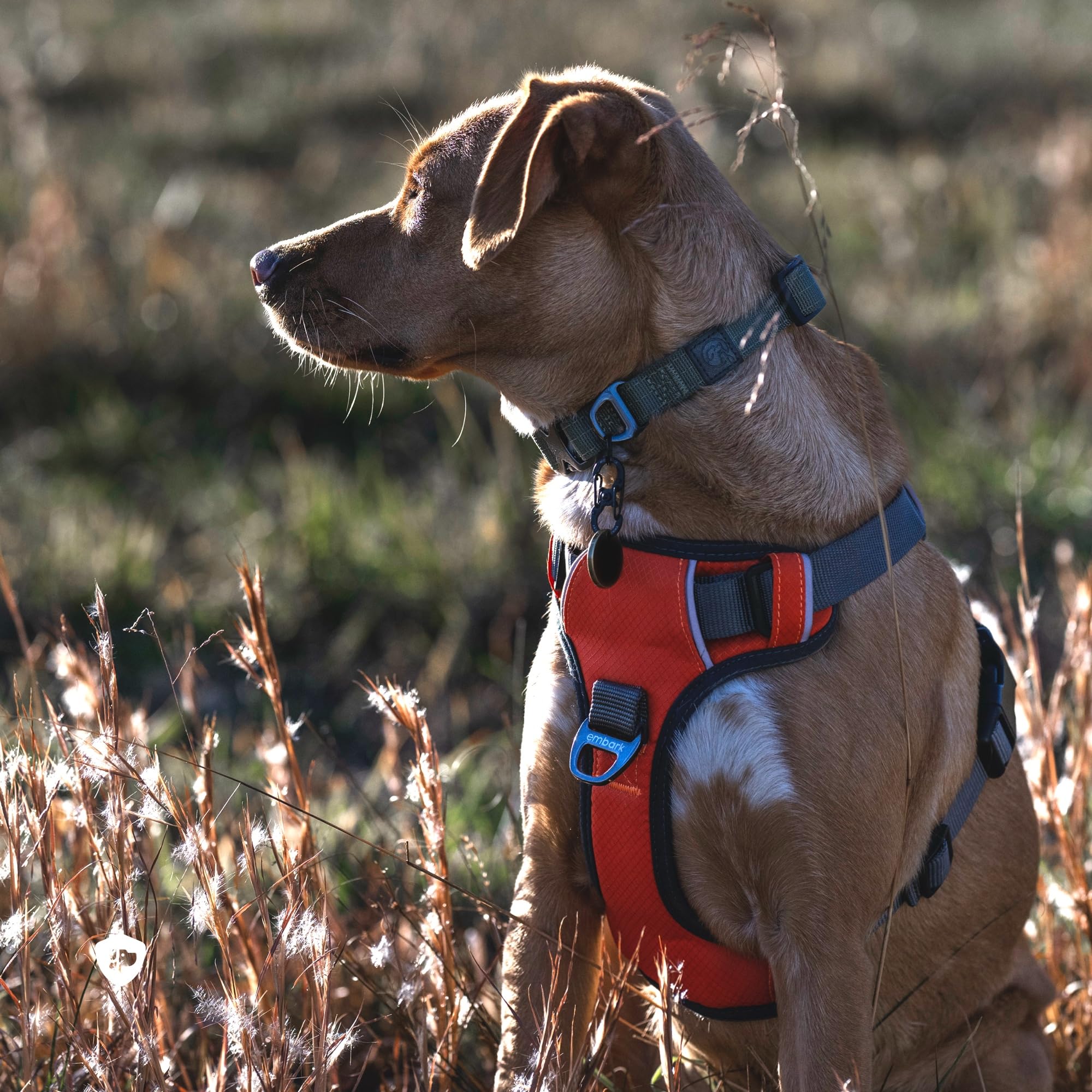 Embark Adventure Dog Harness, No Pull Dog Harness With 2 Leash Clips, Dog Harness For Medium Dogs No Pull. Front & Back With Con