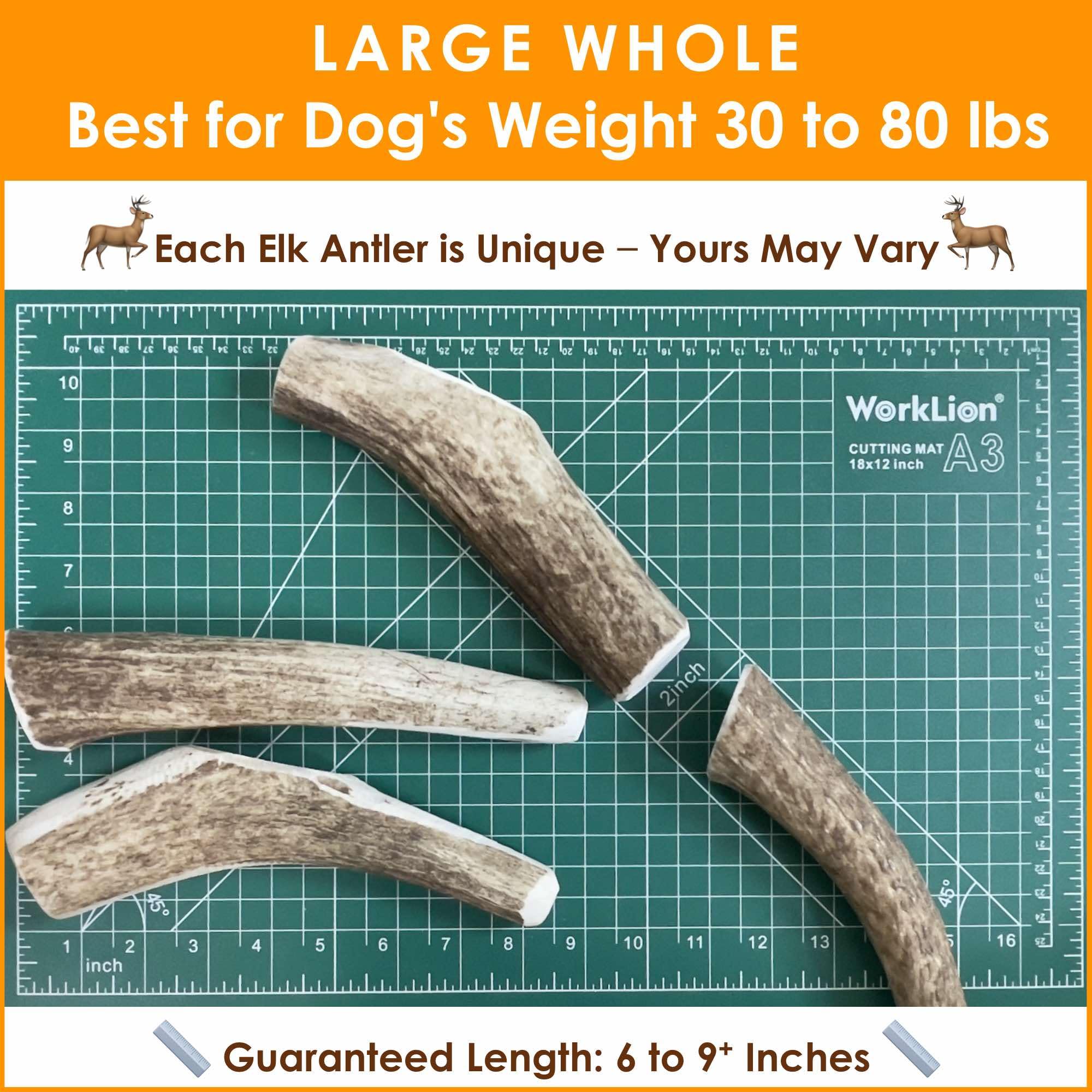 Deluxe Naturals 1-Pack Large Whole Elk Antler Dog Chews (6 to 9+ in) - Long Lasting Natural Dog Bones for Medium to Large Dogs (