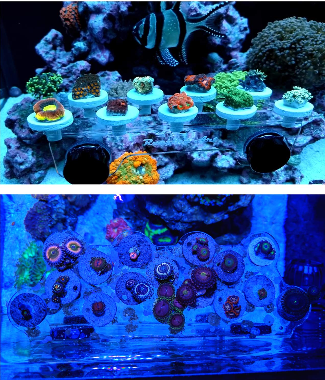Reefing Art Magnetic Coral Frag Rack - N52 Magnets, Holds 41 Plugs, Medium Slim, Clear, Neodymium Material