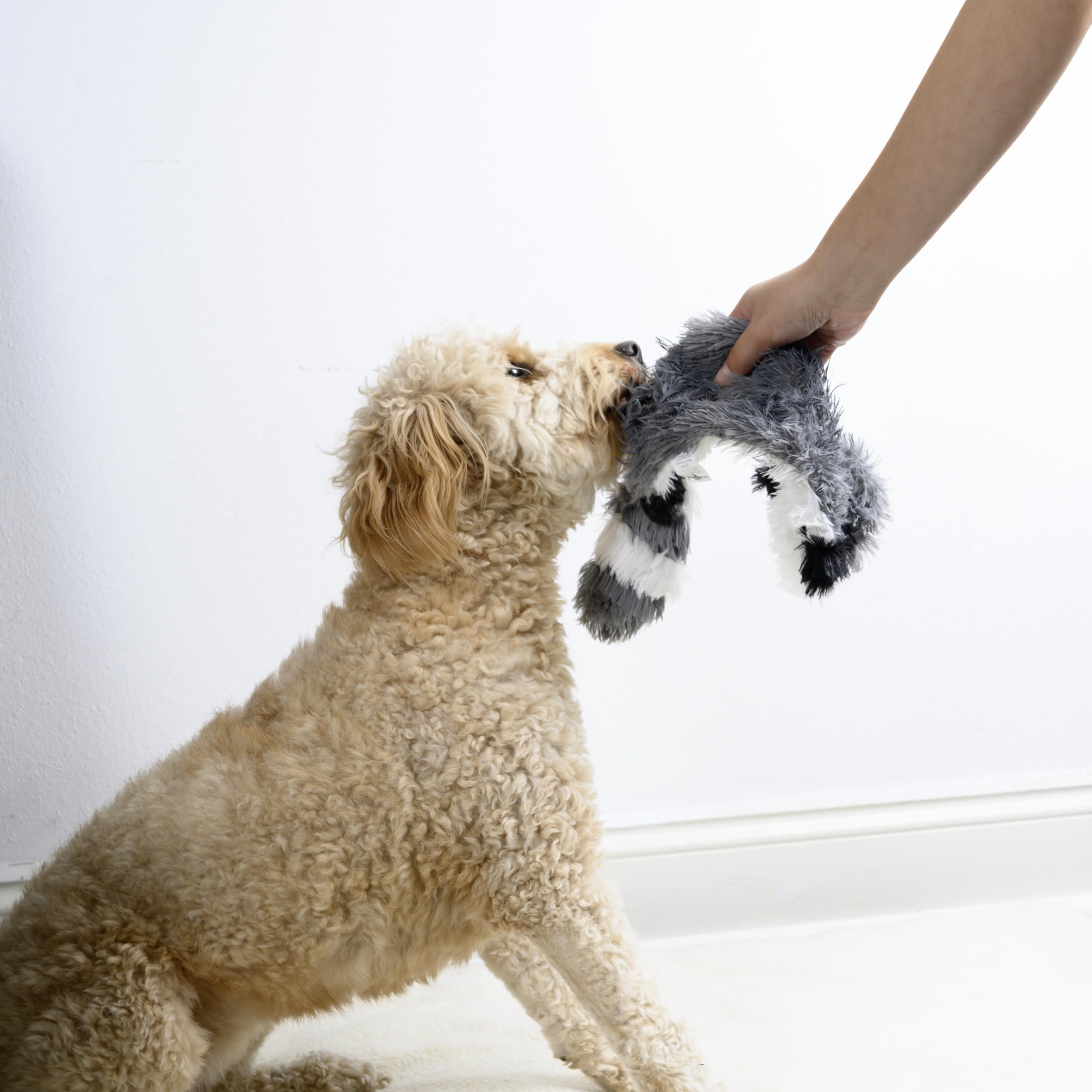 Fga Marketplace Racoon-Squirrel Flat No Stuffing No Squeak Plush Dog Toy, Funny Style Will Entertain Your Pet For Hours, Recomme