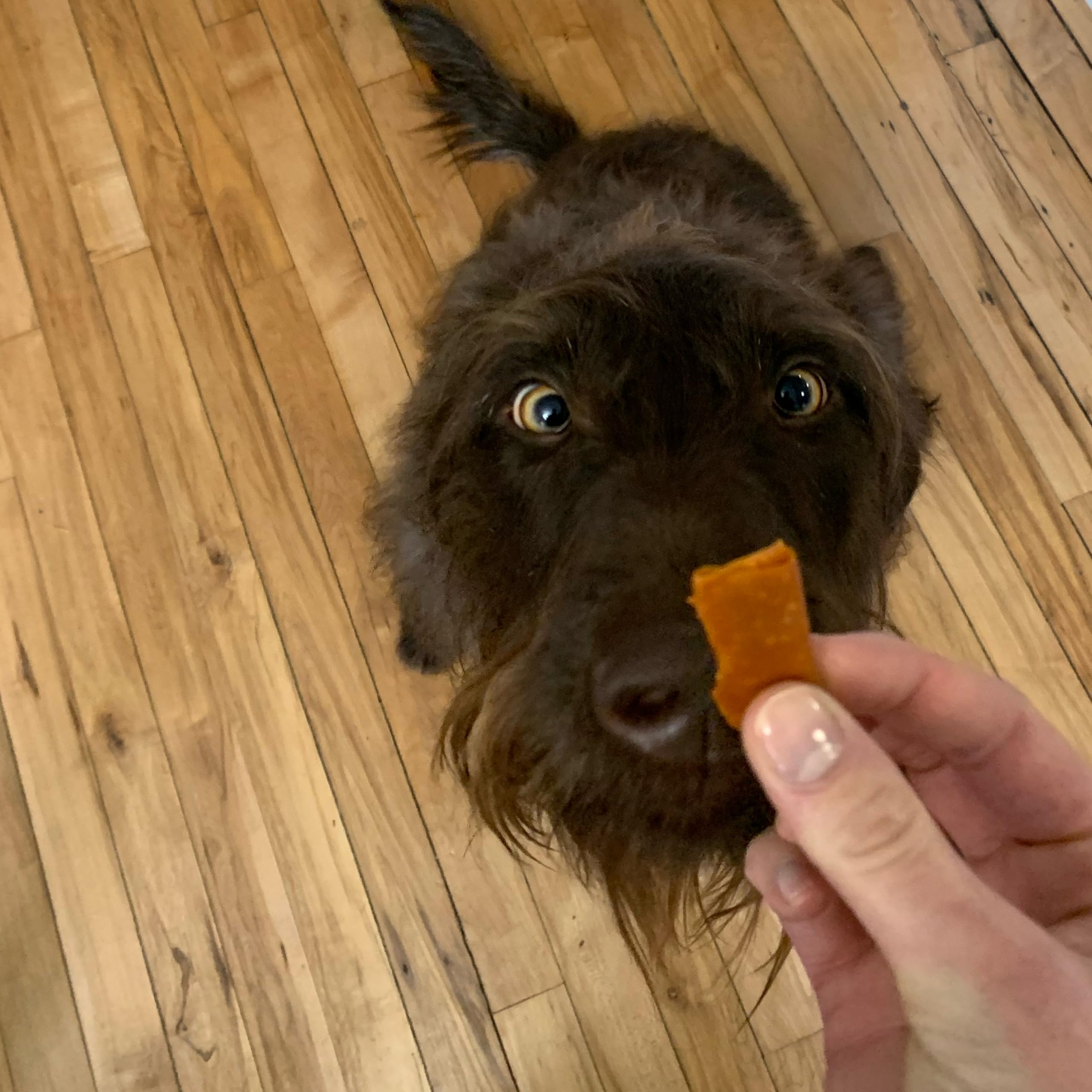Stashios: Wrap-Ups: Pill Wrapper - Peanut Butter - 30 Servings Bag, Dogs & Cats, Pet Treat Hides Any Size Pills, All Natural Lim