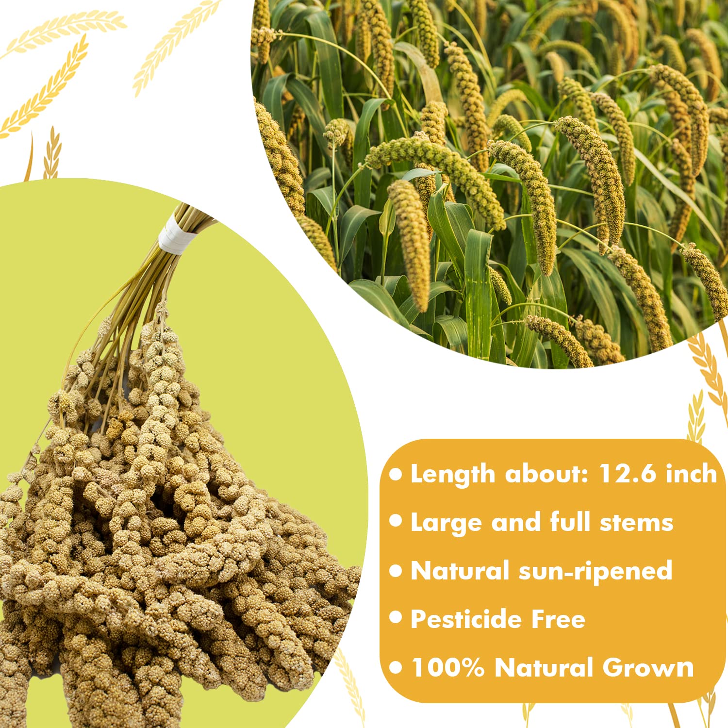 Jmxus 2LB Spray Millet Treat for Birds Parakeets, Natural Sun-Dried Birds Millet for Cockatiel, Finches, Parrots, Hamster