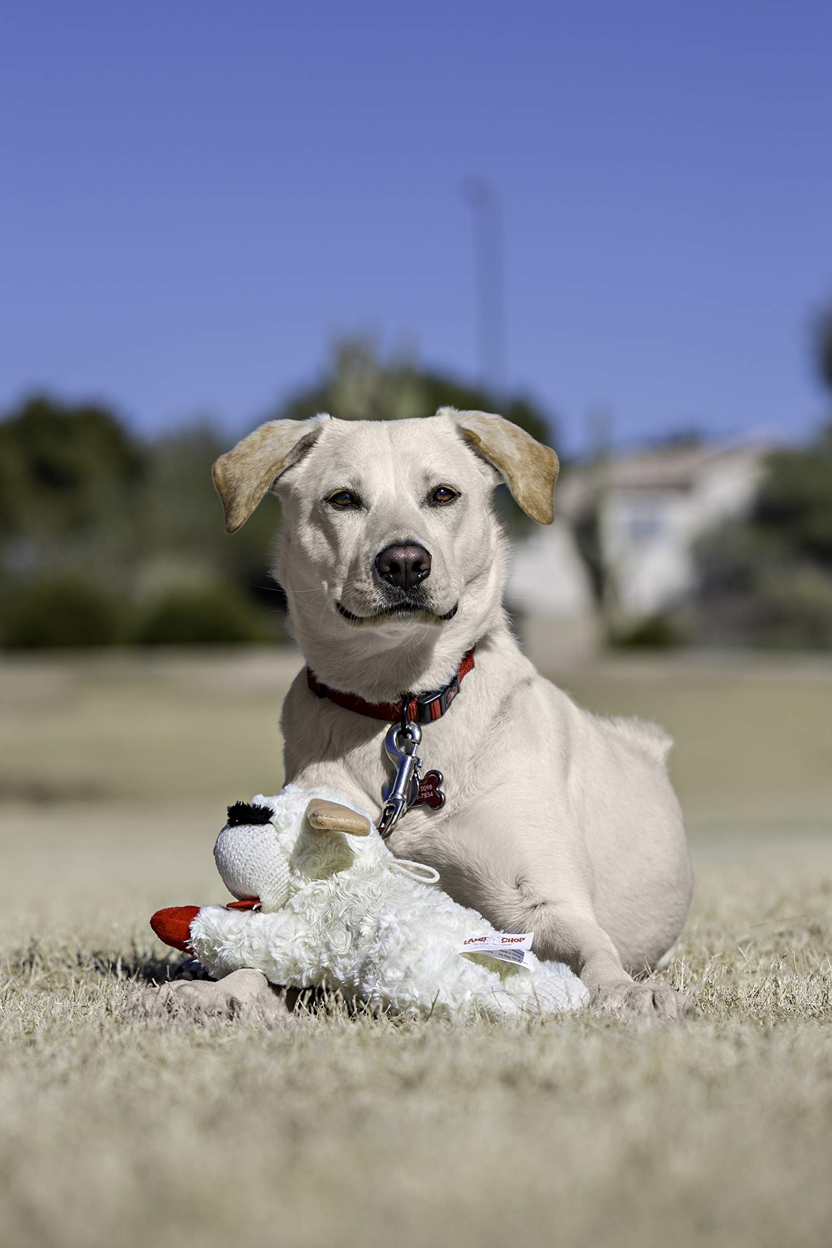 Multipet Standing Lamb Chop 13'' Dog Toy