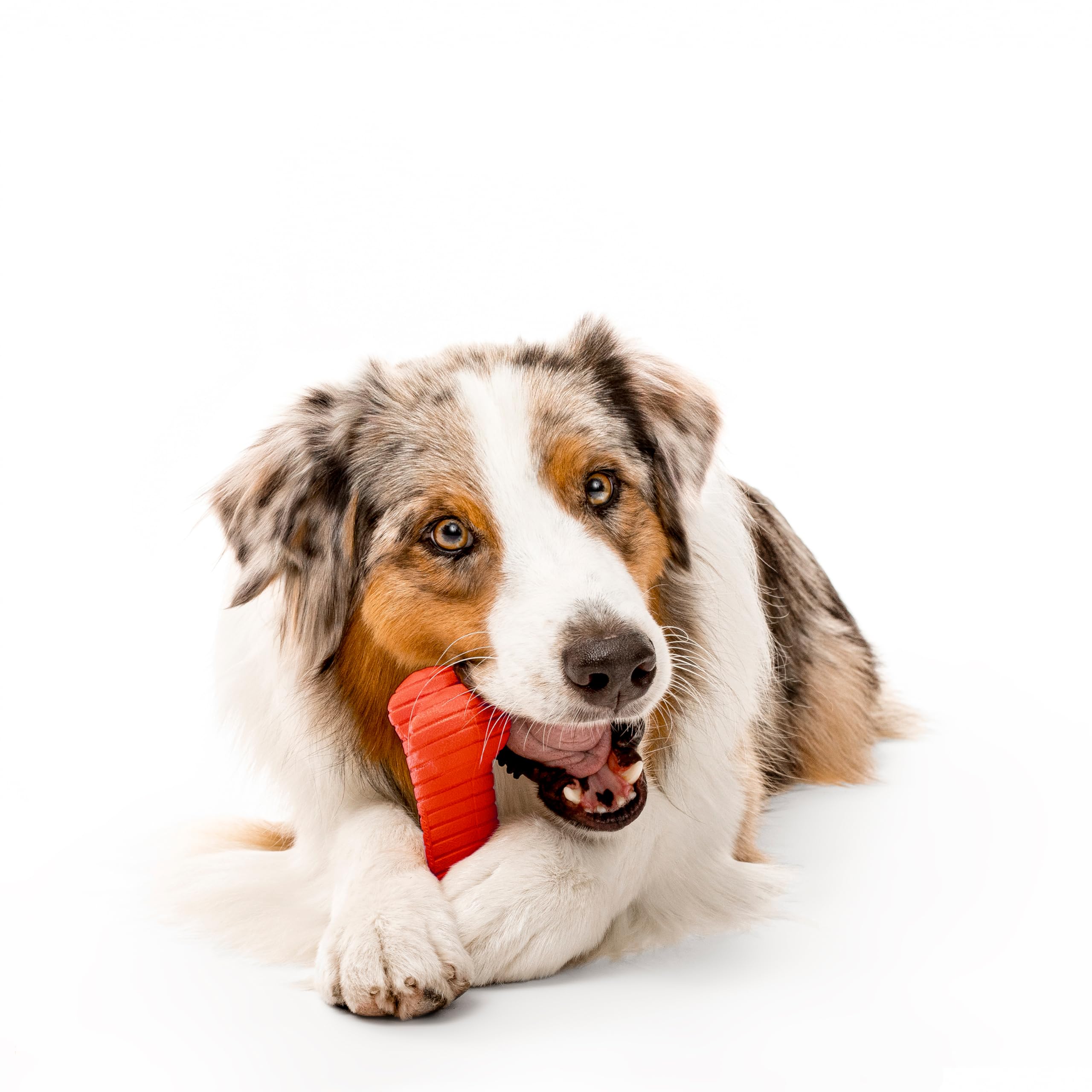 Playology Dual Layer Bone | Engaging All Natural Beef Scented Dog Toy, Jumbo Size | Red Bone For Large To X-Large Dogs 50Lbs & U