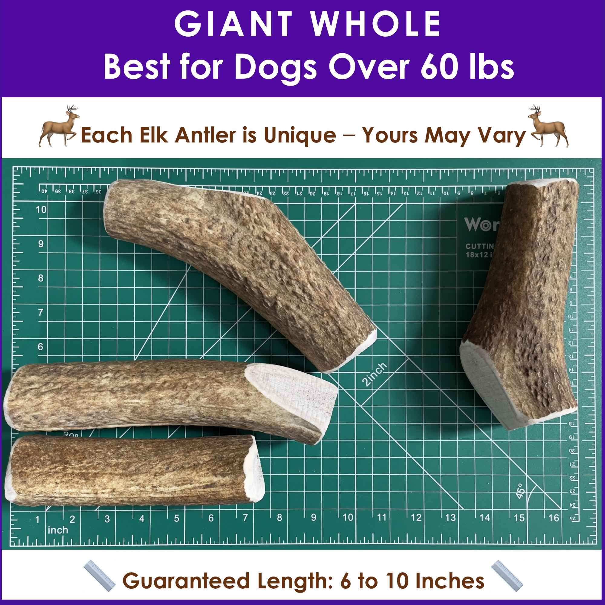 Deluxe Naturals 1-Pack Giant Whole Elk Antler Dog Chews (6 to 10 in) - Long Lasting Dog Bones for Large to Giant Aggressive Chew