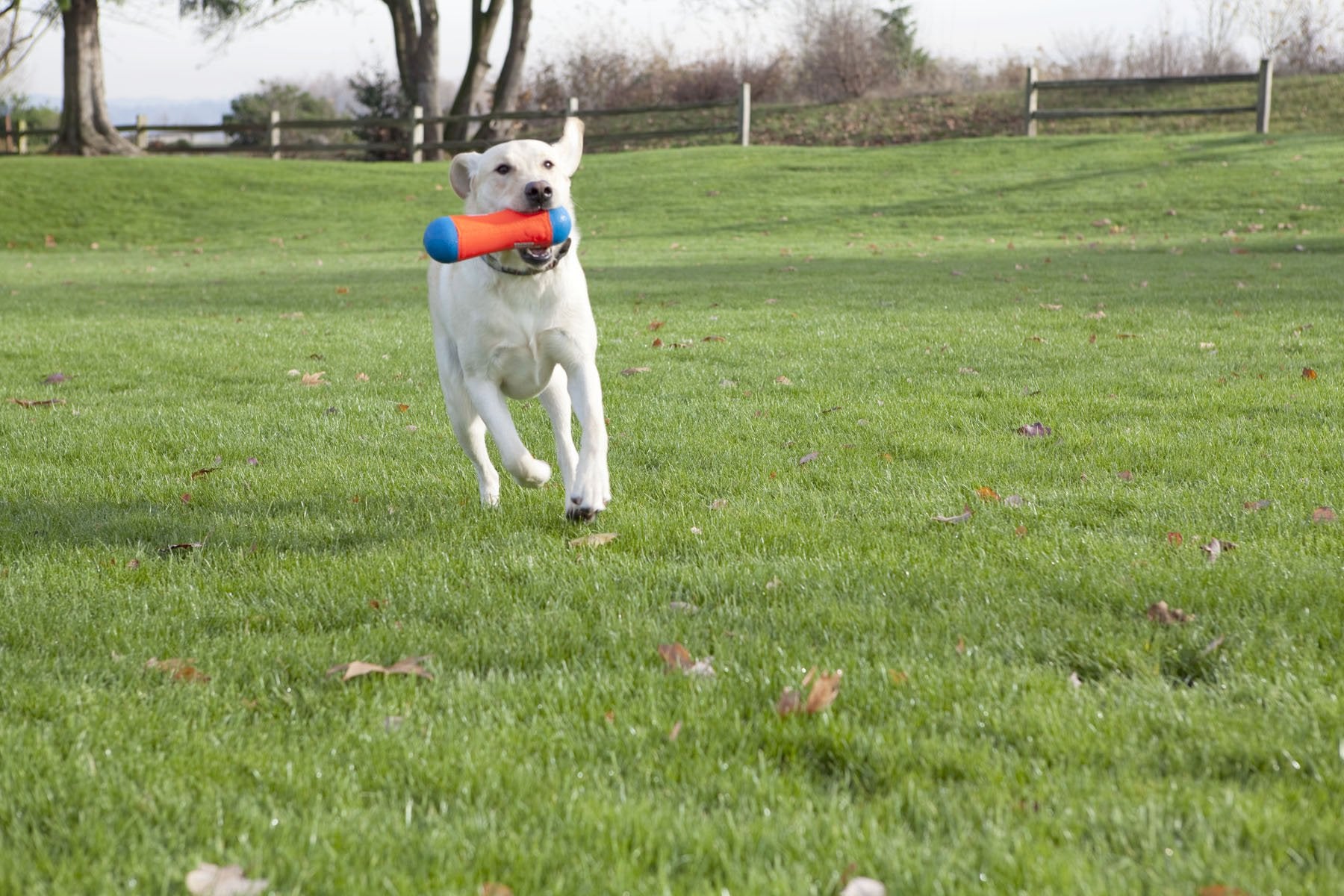 Chuckit! Tumble Bumper Dog Toy, Medium