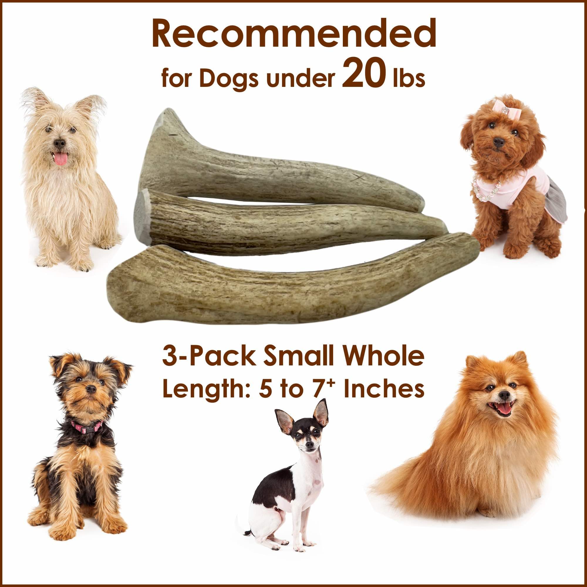 Deluxe Naturals 3-Pack Small Whole Elk Antler Dog Chews (5-7+ in) - Long Lasting, Natural Dog Chews for Small Dogs Under 20 lbs