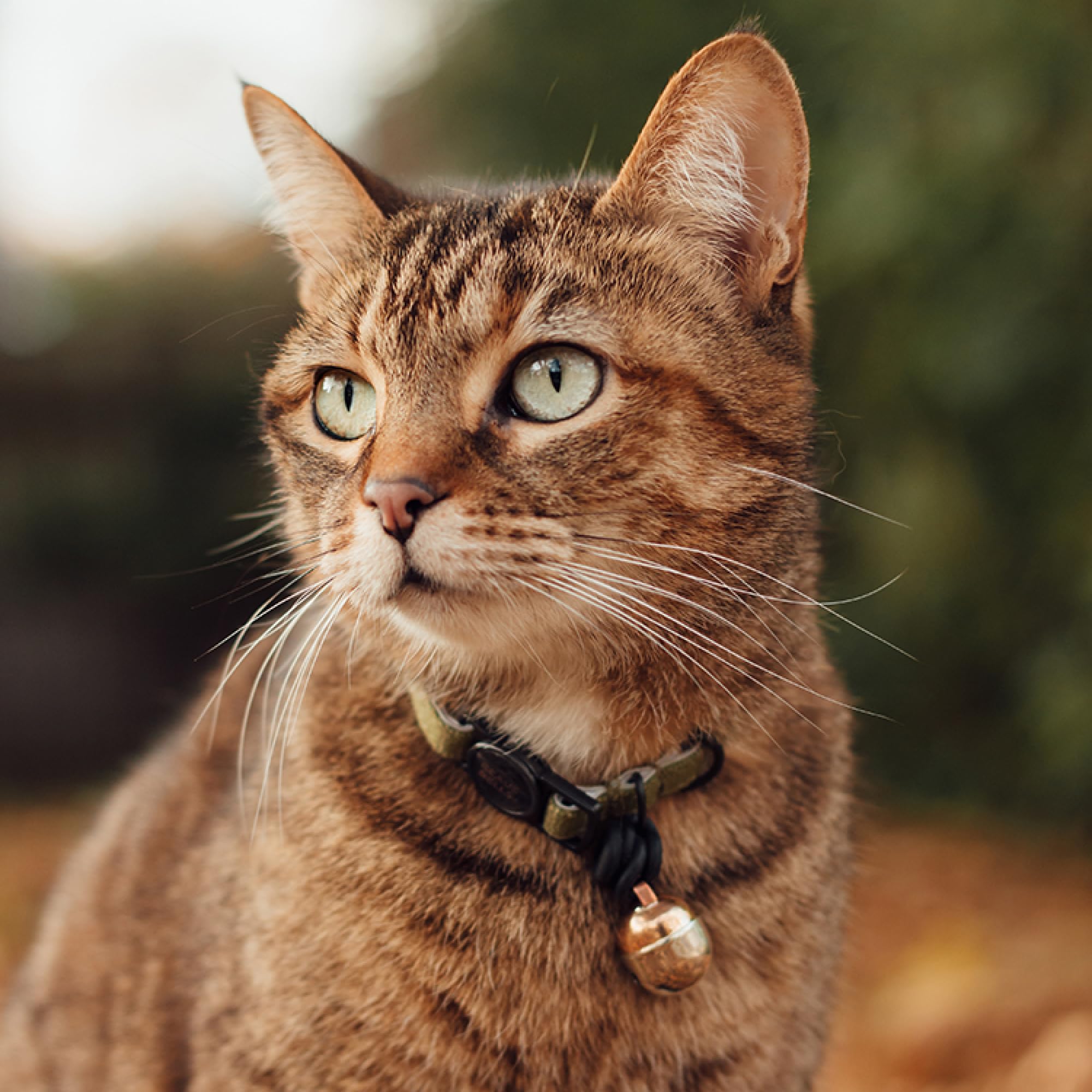 Beaus Bells - Recycled Cotton Cat Collar | Reflective, Anti-Fray, Water-Repellent, Breakaway Buckle (Graphite, Collar)