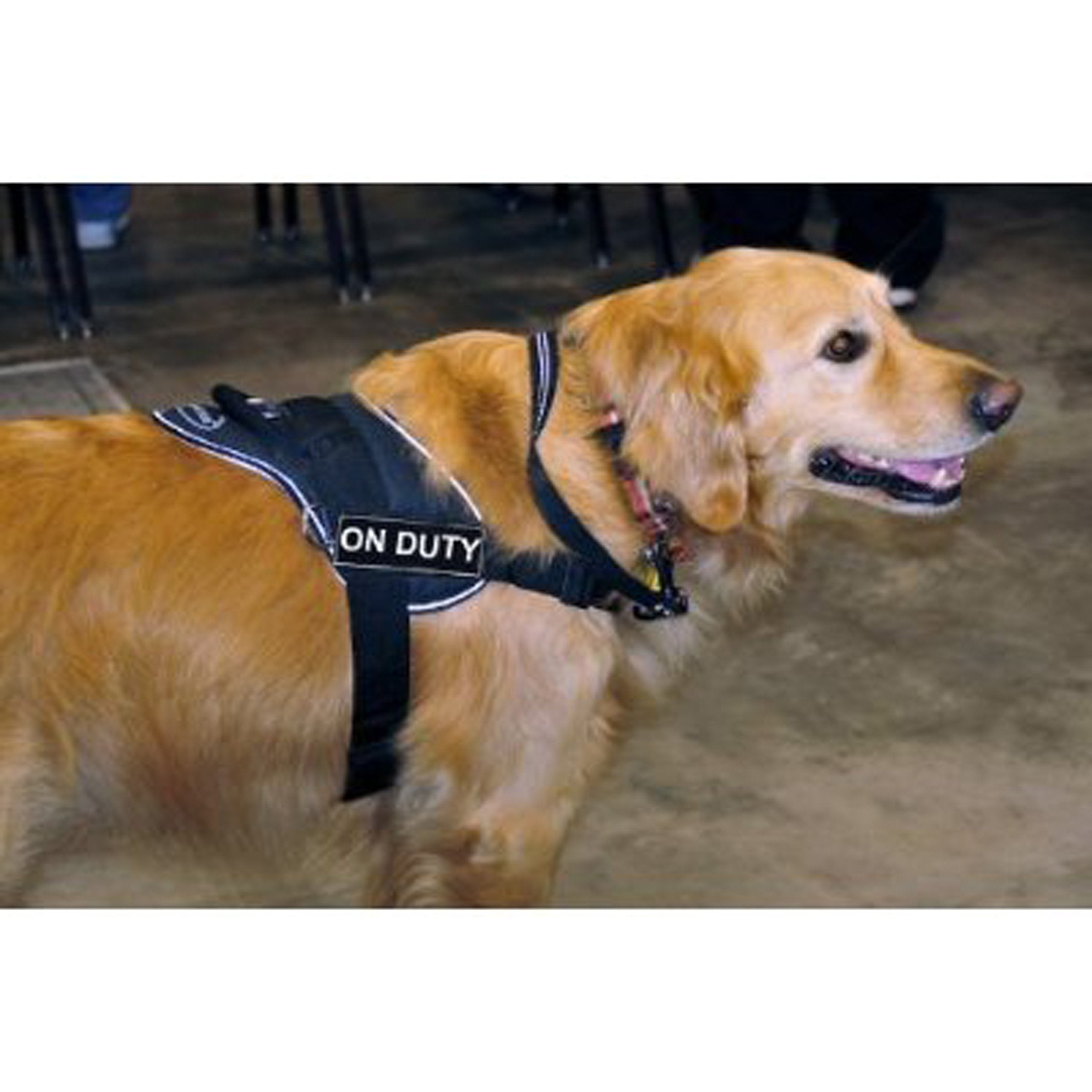 Dt Fun Works Harness, On Duty, Black With Reflective Trim, Small - Fits Girth Size: 22-Inch To 27-Inch