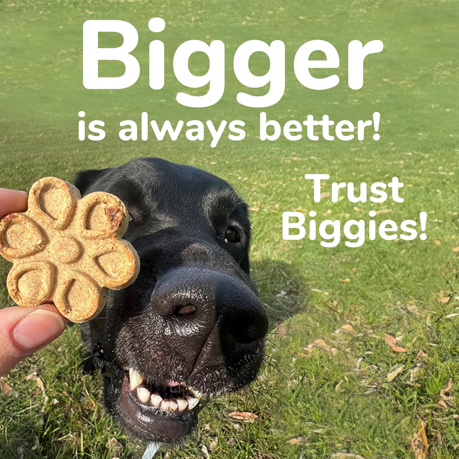 Fruitables Biggies Dog Biscuits - Crunchy Dog Biscuits Made with Pumpkin - Healthy Dog Treats Packed with Real Fruit Flavor - Fr