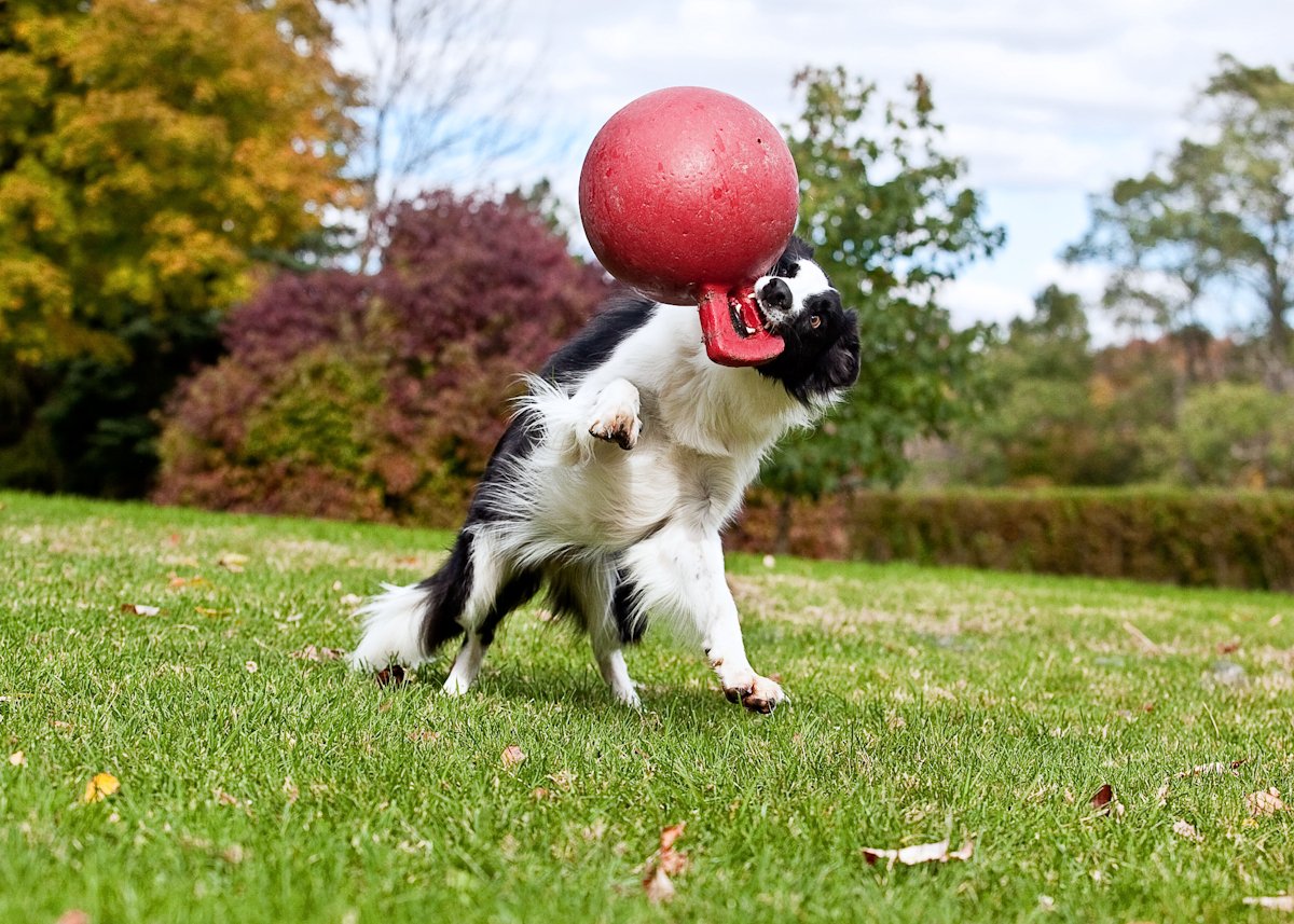 Jolly Pets Tug-N-Toss Heavy Duty Dog Toy Ball With Handle, 4.5 Inches/Small, Blueberry, Jp445Blueberry