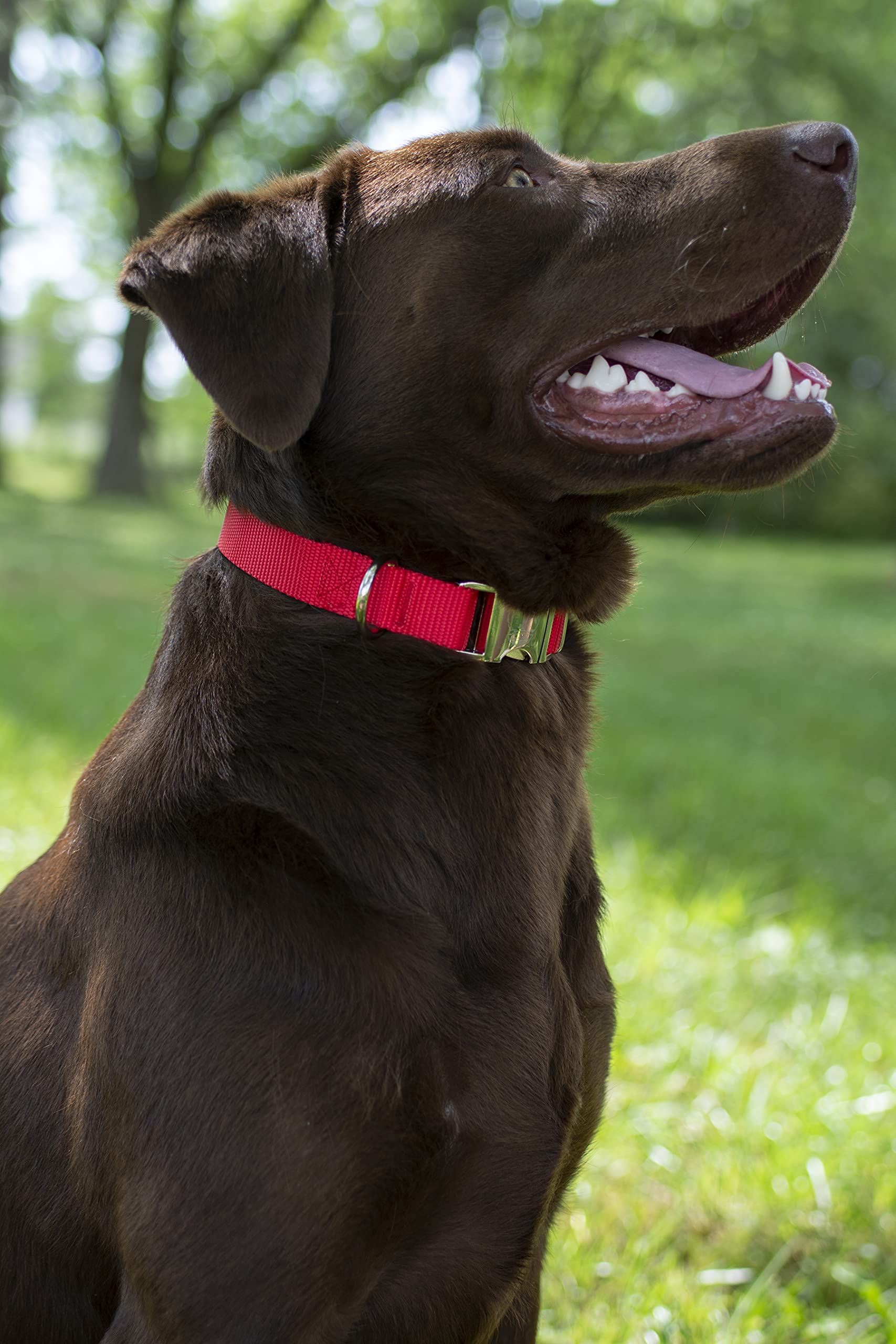 Country Brook Design - Vibrant 30+ Color Selection - Premium Nylon Dog Collar With Metal Buckle (Extra Large, 1 Inch, Bright Red)