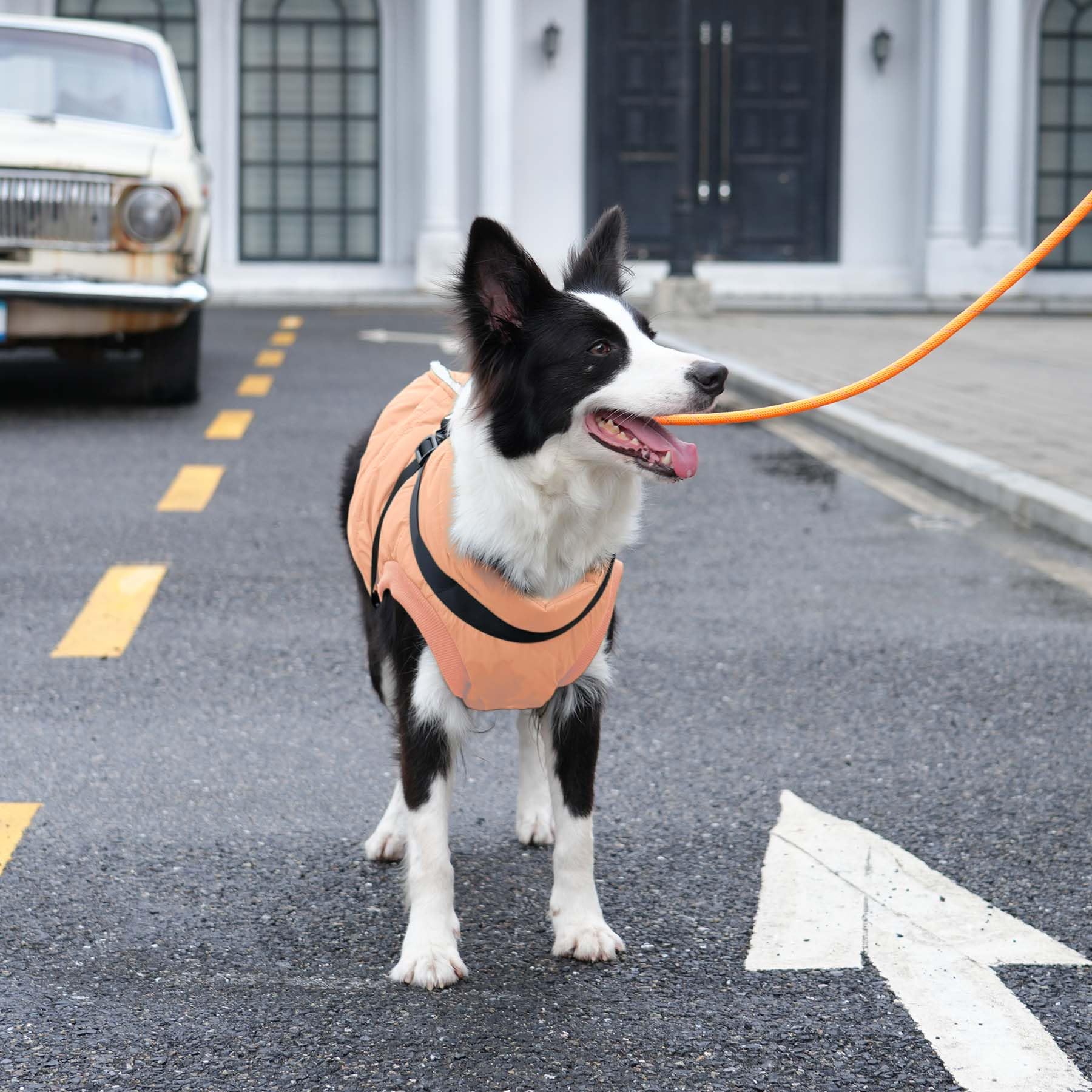 Joydaog Dog Jacket With Harness,Fleece Lined Warm Puppy Coat For Winter,Soft Windproof Small Dog Vest,Lightorange M