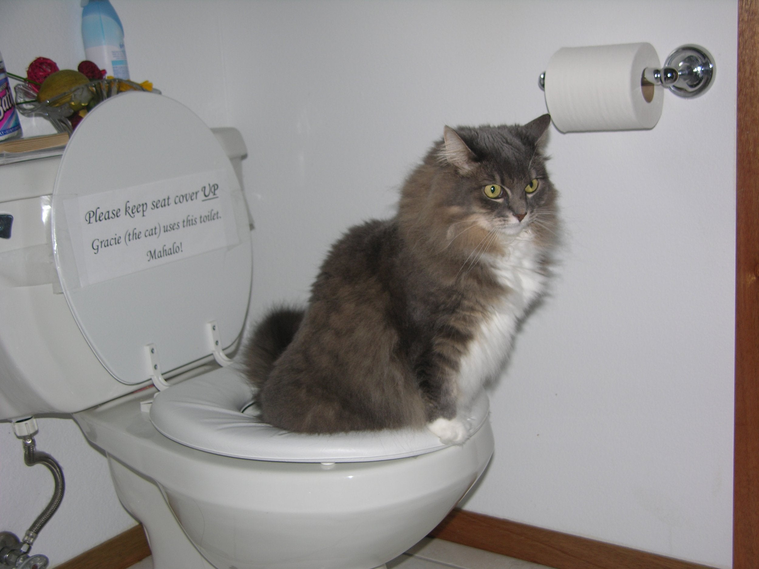 Citikitty Cat Toilet Training Kit (One Pack)