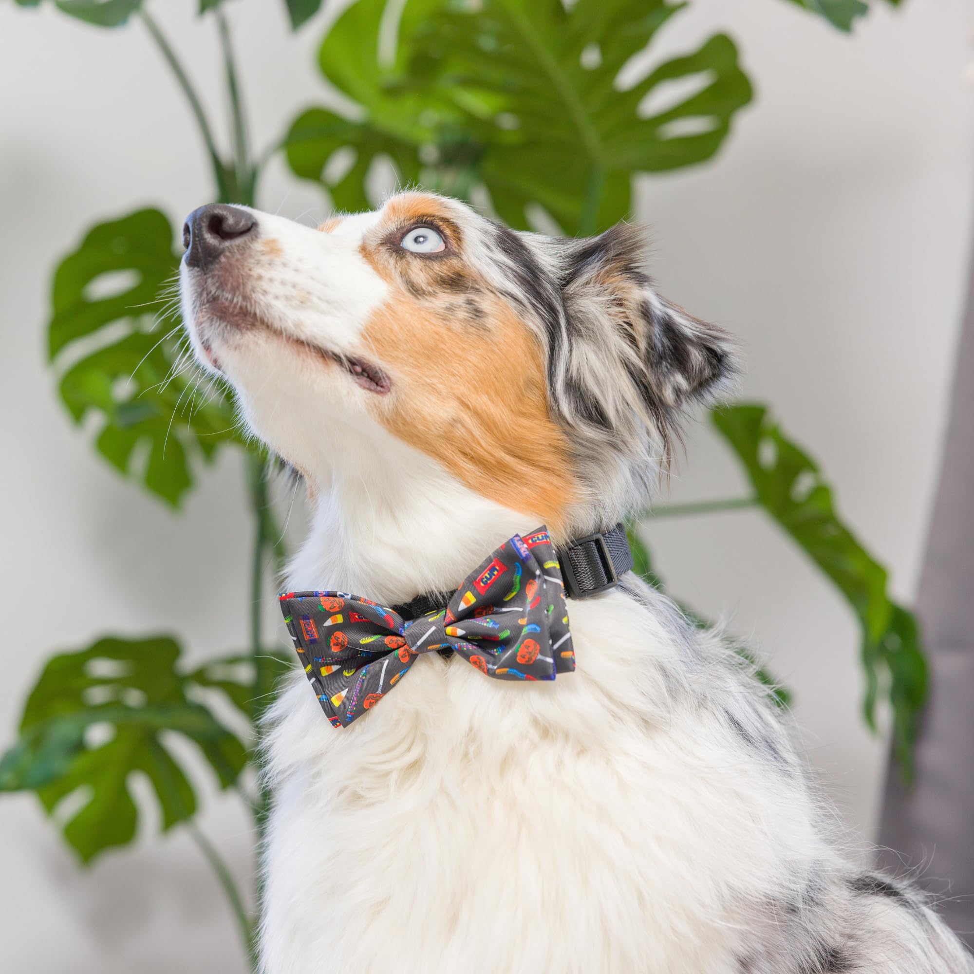 Huxley & Kent Bow Tie For Pets | Creepy Candy (Extra-Large) | Halloween Hook & Loop Bow Tie Collar Attachment | Fun Bow Ties For Dogs & Cats | Cute, Comfortable, And Durable | H&K Bow Tie
