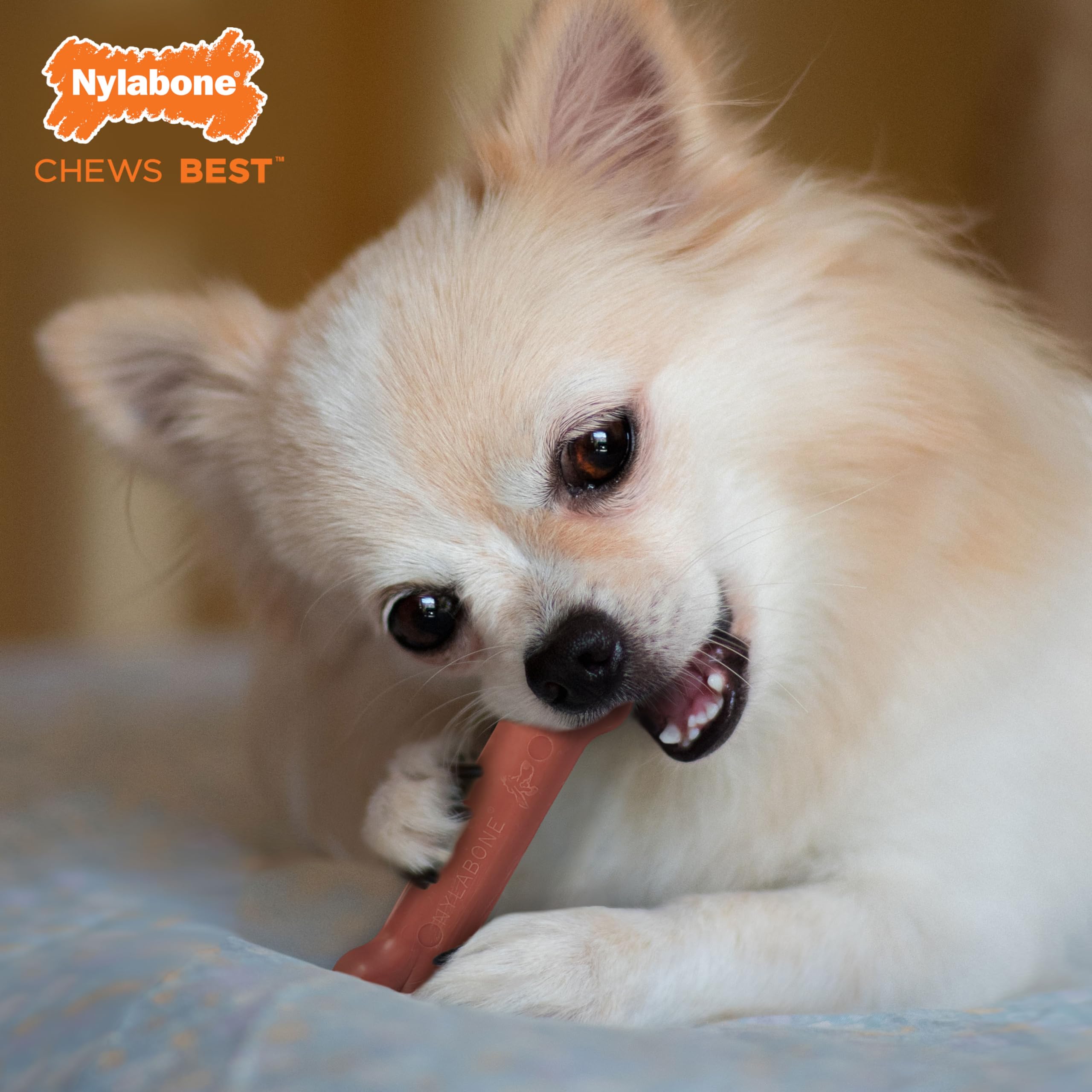 Nylabone Power Chew Classic Bone Chew Toy For Dogs, Durable Dog Toys For Aggressive Chewers, Bacon Flavor, X-Small/Petite - Up To 15 Lbs. (1 Count)