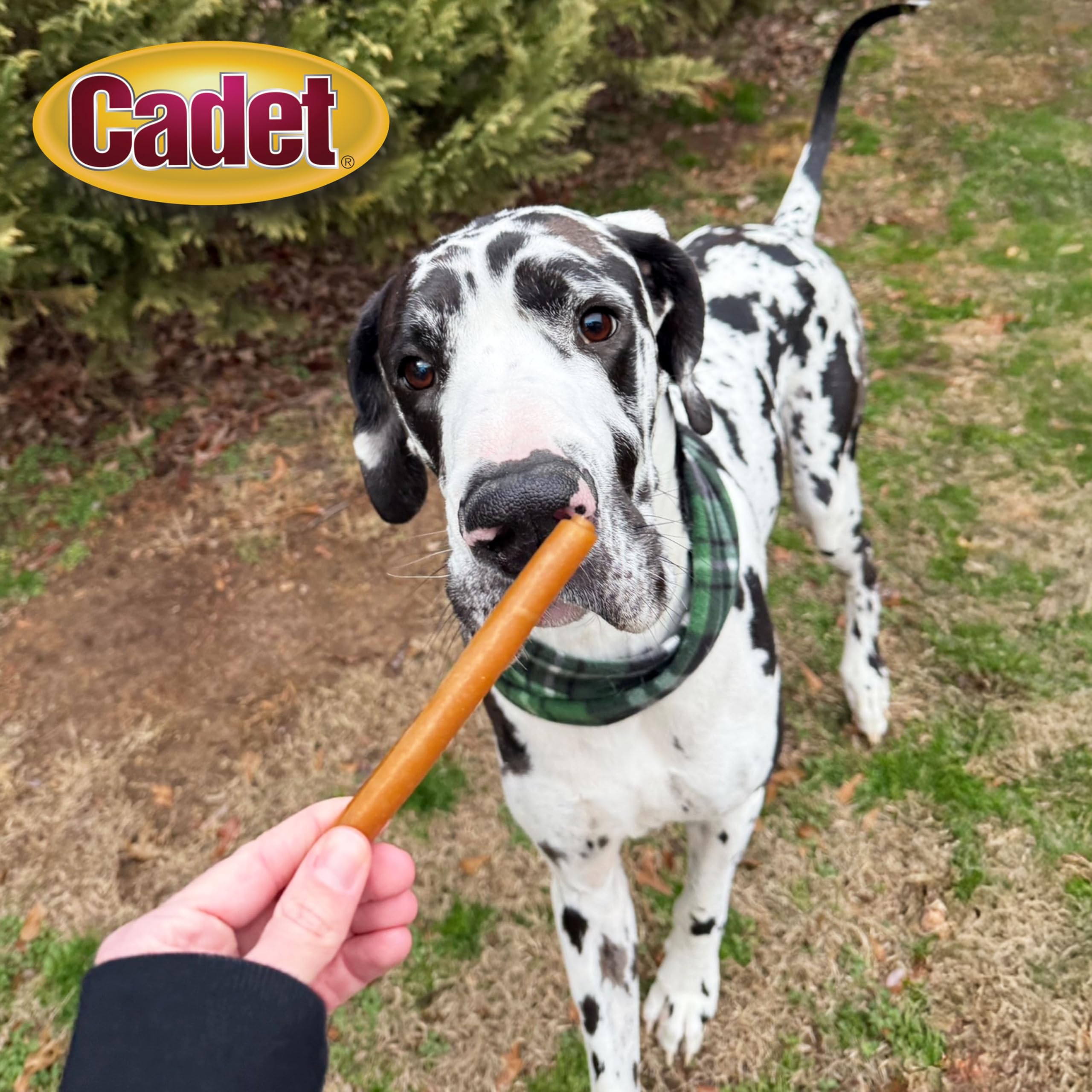 Cadet Chewalicious Classic Chewy Rolls with Real Peanut Butter, Rawhide-Free Healthy Dog Chews, Limited-Ingredient & Long-Lastin