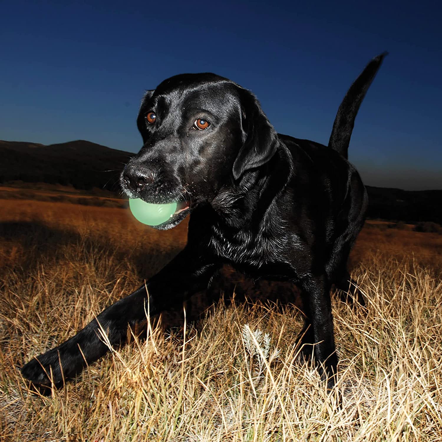 Chuckit! Glow in the Dark Bouncy Balls for Dogs, Medium 2.5 Inch, Rubber, Pack of 4, Cream, Model BCI012185-X4
