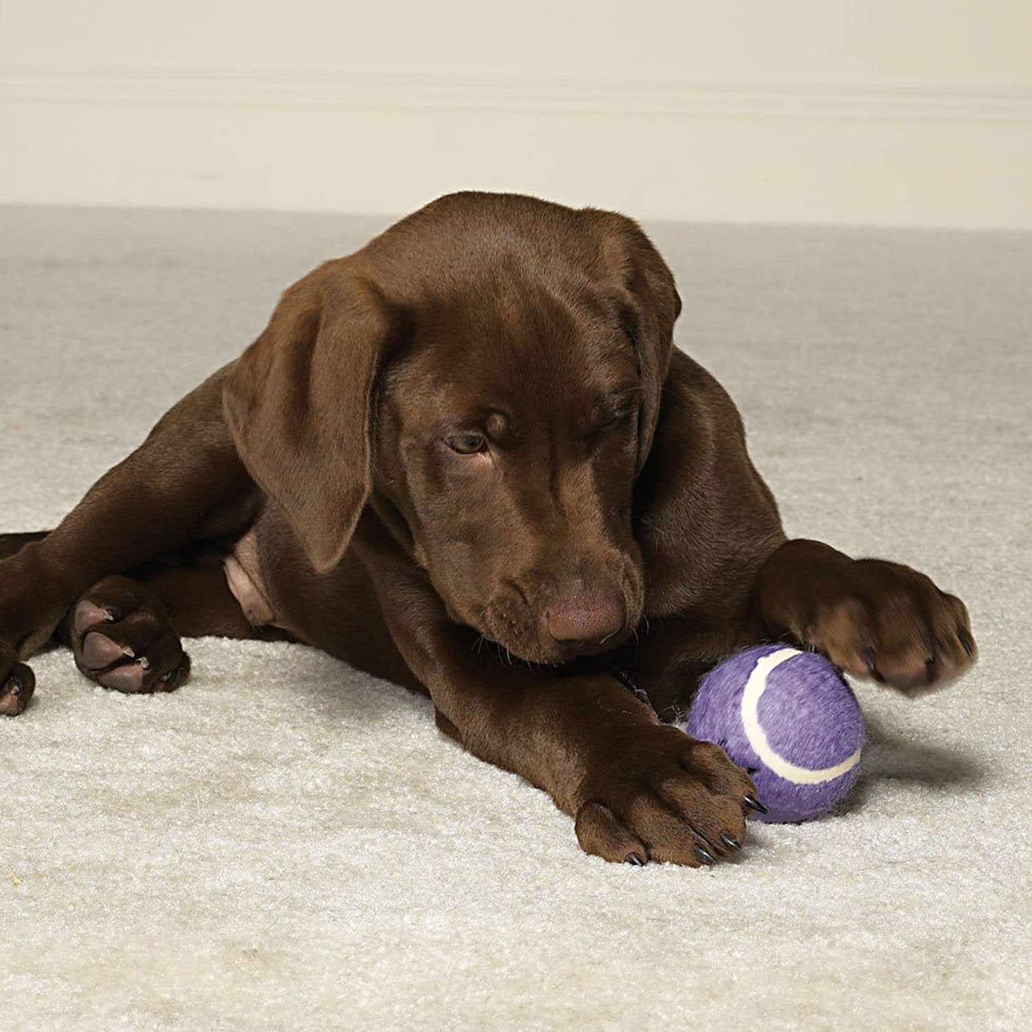 Zanies Tennis Ball Teasers Assorted 6 Pack