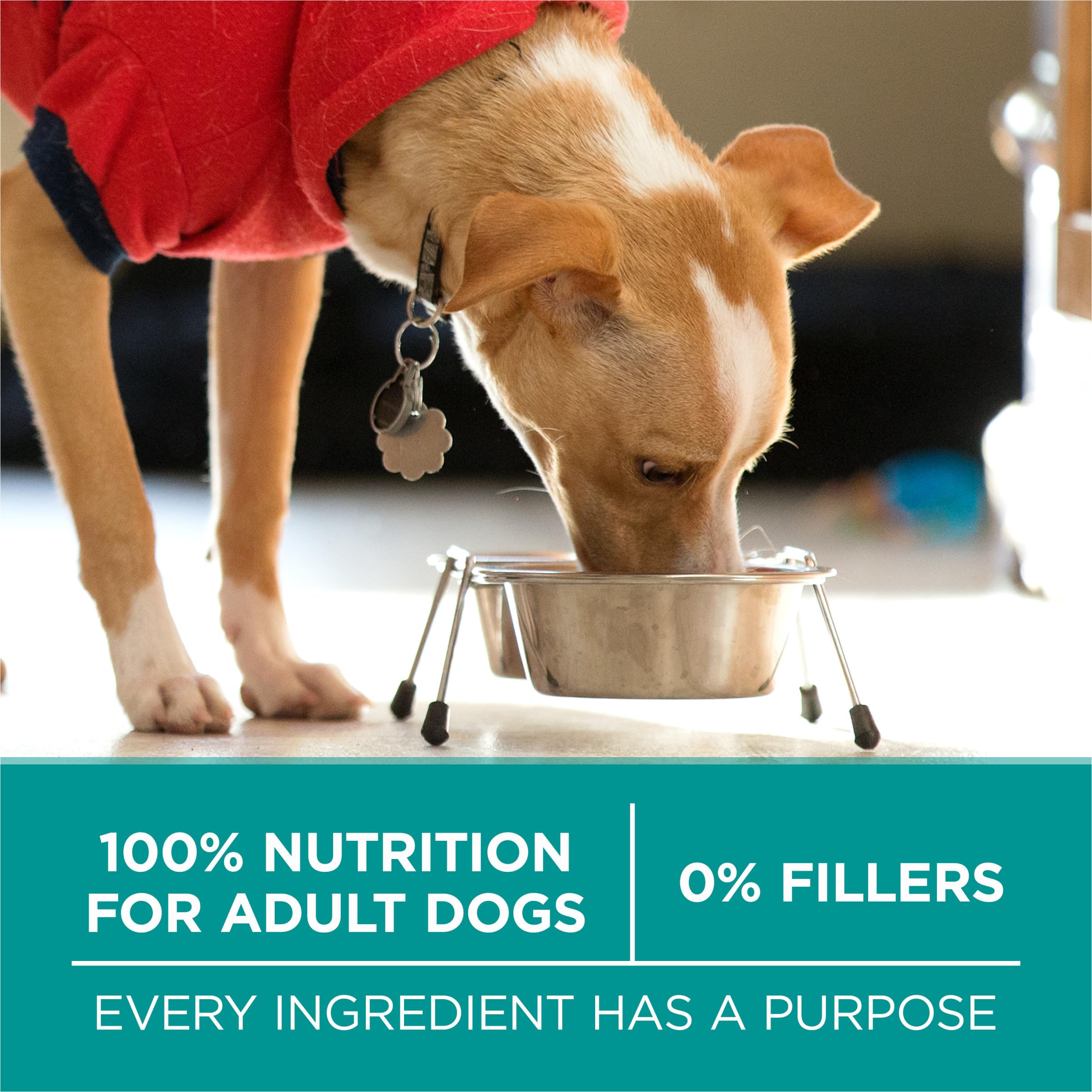 Purina One Plus Digestive Health Formula Dry Dog Food Natural with Added Vitamins, Minerals and Nutrients - 31.1 lb. Bag