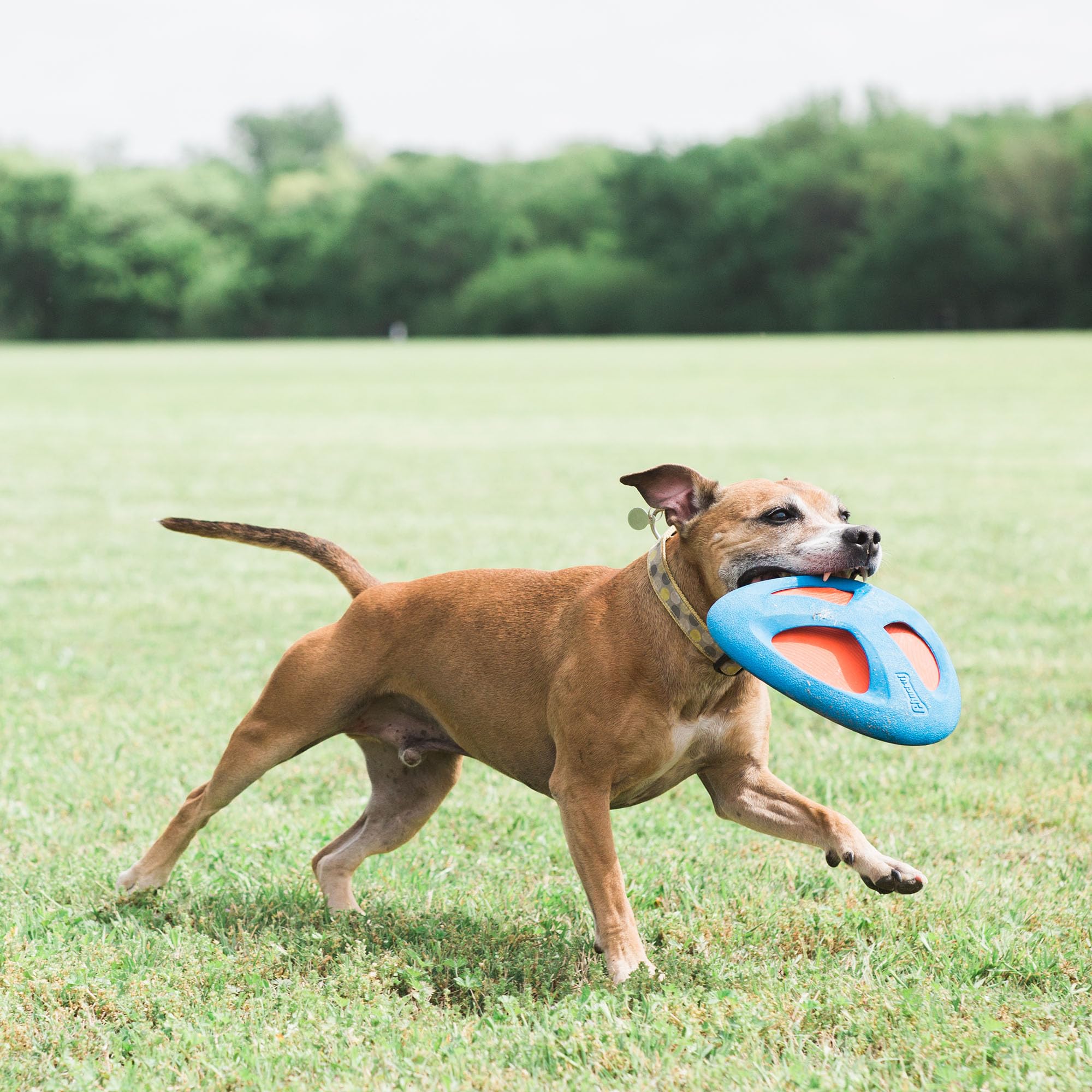 Chuckit! Fetch Flight Dog Toy