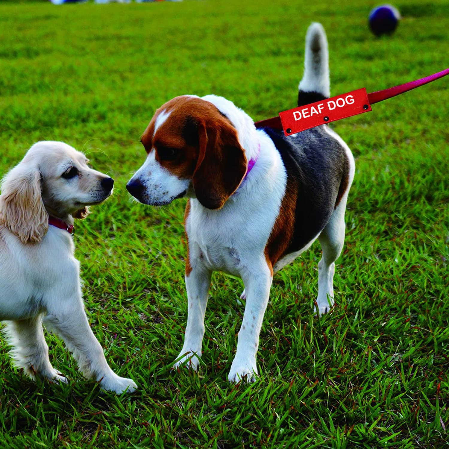 Hearing Impairment Dog Leash Sleeve Deaf Dog Dog Leash Wrap Wrap Alert Hanging Id Patch Tag Pet Birthday Gift(Deaf Dog-Sleeve)