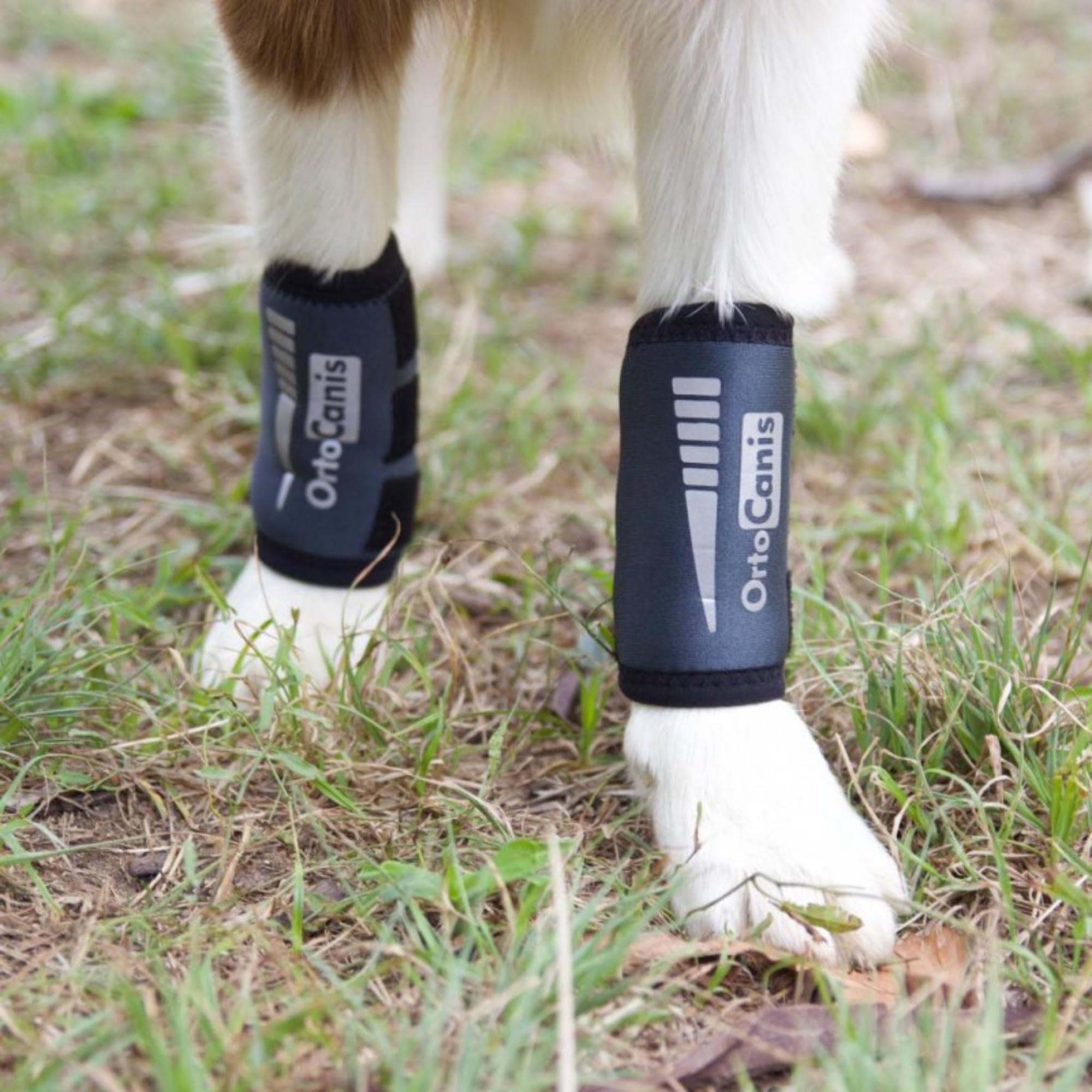 Ortocanis - Carpal Brace for Dogs with Arthrosis, Ligament or Tendon Injuries, or Agility Dogs, Size L