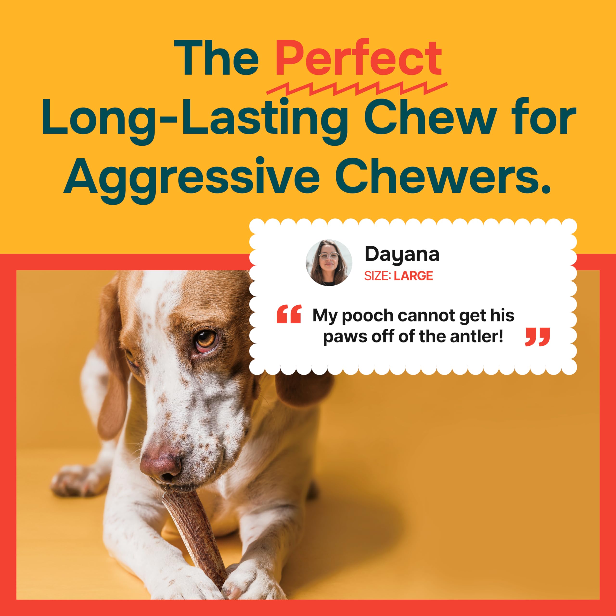 REXIPETS 100% Natural - Elk Antlers for Dogs - Naturally Shed in USA - Long Lasting Chews for Aggressive Chewers - Natural, Real