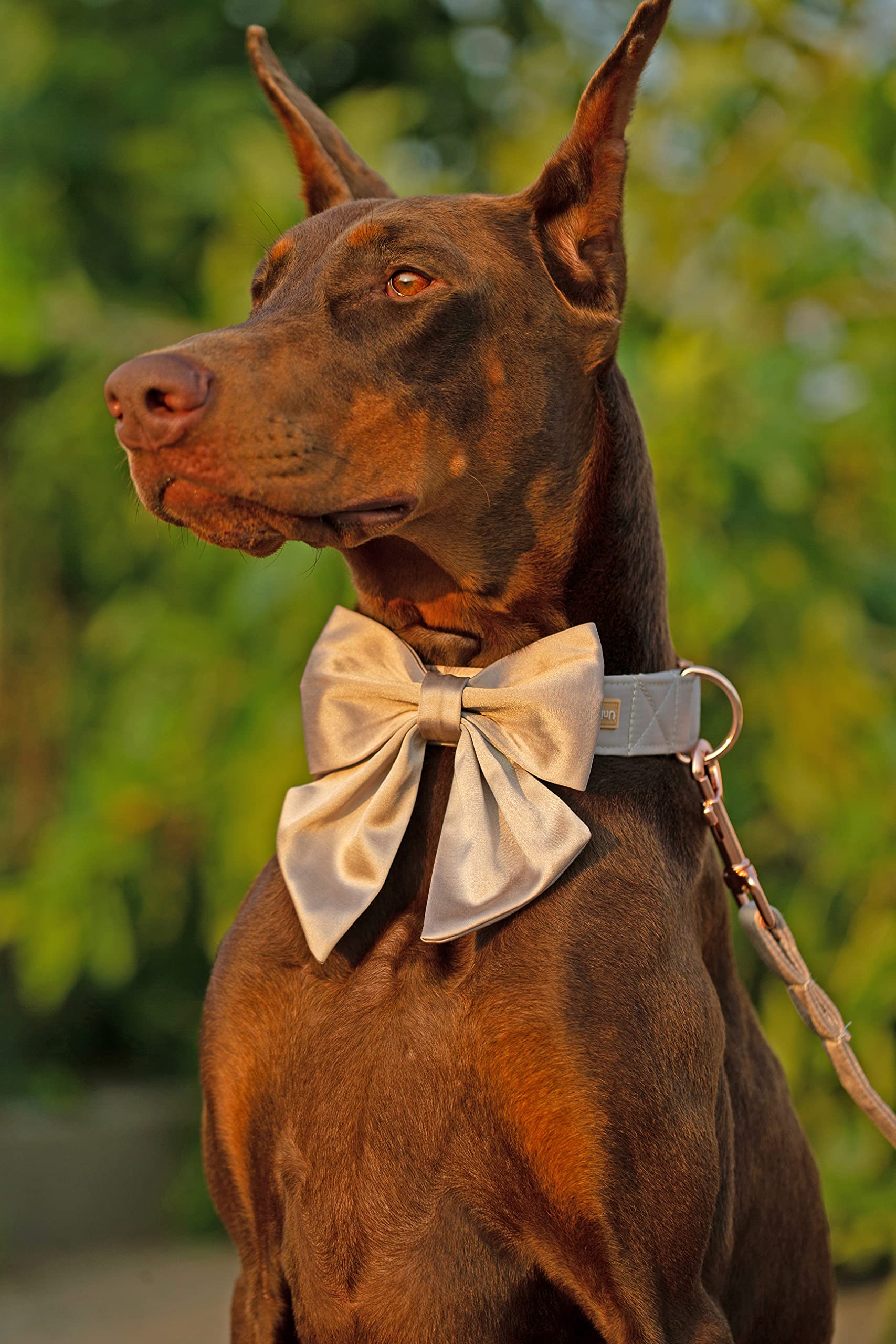 Unique Style Paws Silk Champagne Color Dog Collar Adjustable Durable Dog Collar With Bow Wedding Bow Tie Dog Collar For Small Puppy And Cats