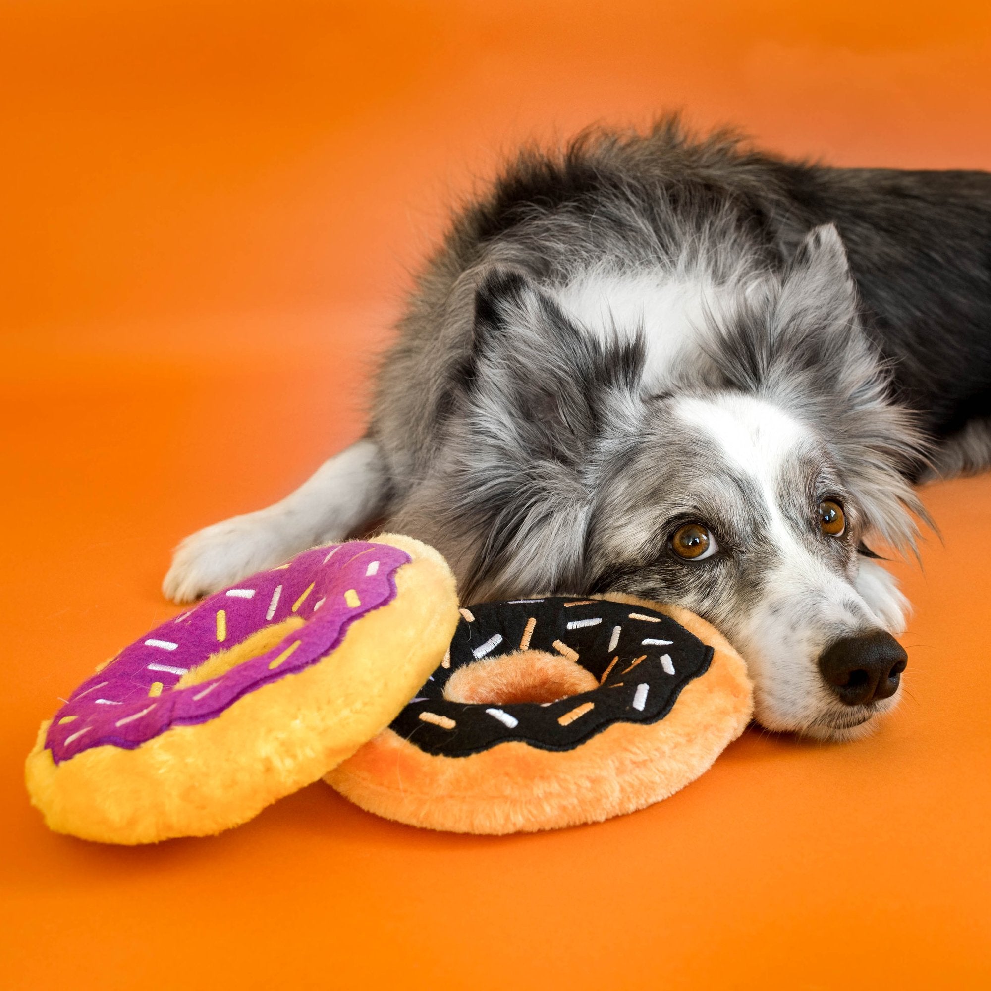 ZippyPaws Donutz - No Stuffing Dog Toys to Keep Them Busy, for Small and Medium Dogs, Squeaky Pet Toy for Boredom, Unstuffed Che