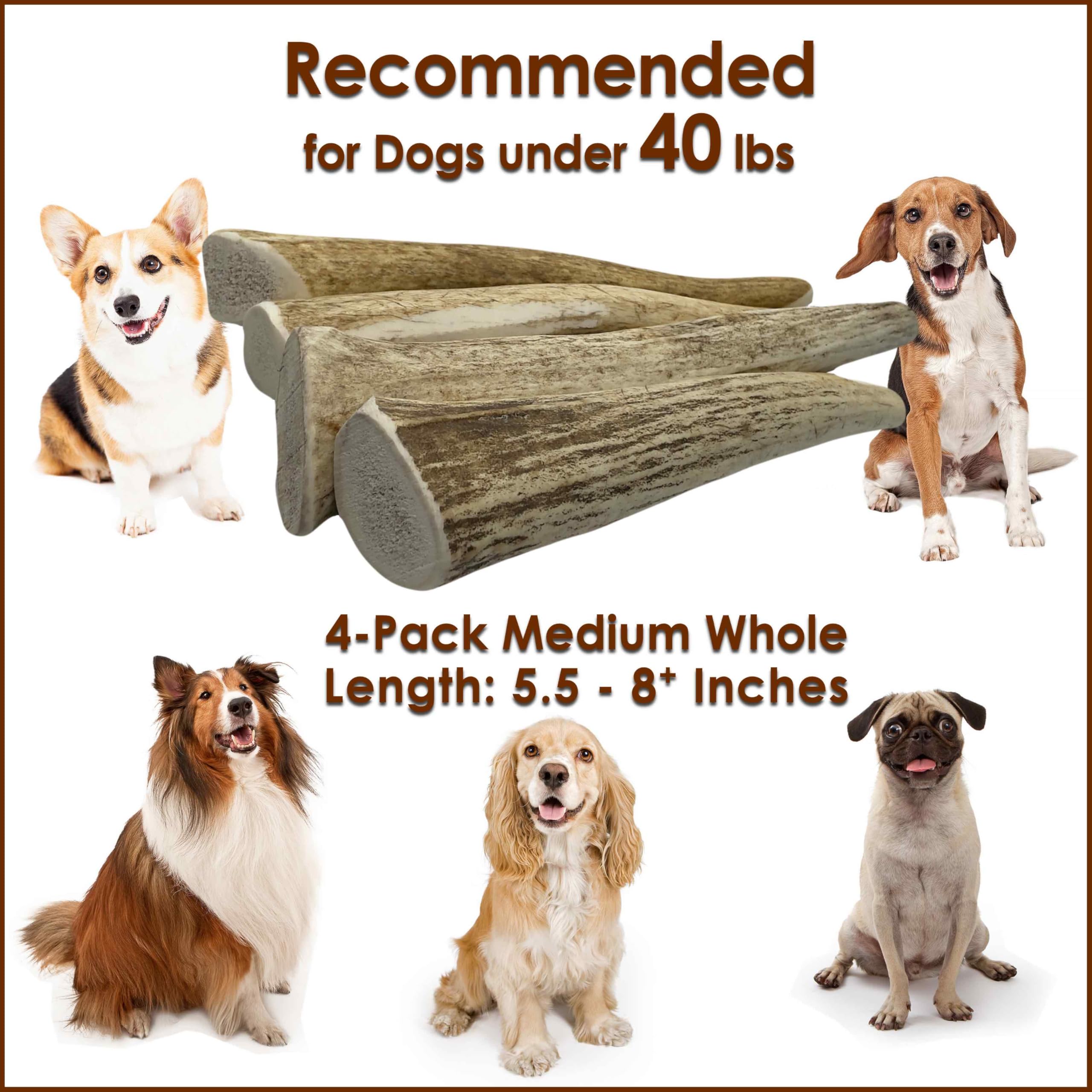 Deluxe Naturals 4-Pack Medium Whole Elk Antler Dog Chews, 5.5 to 8+ Inch Natural Long-Lasting Chew Bones for Small and Medium Do