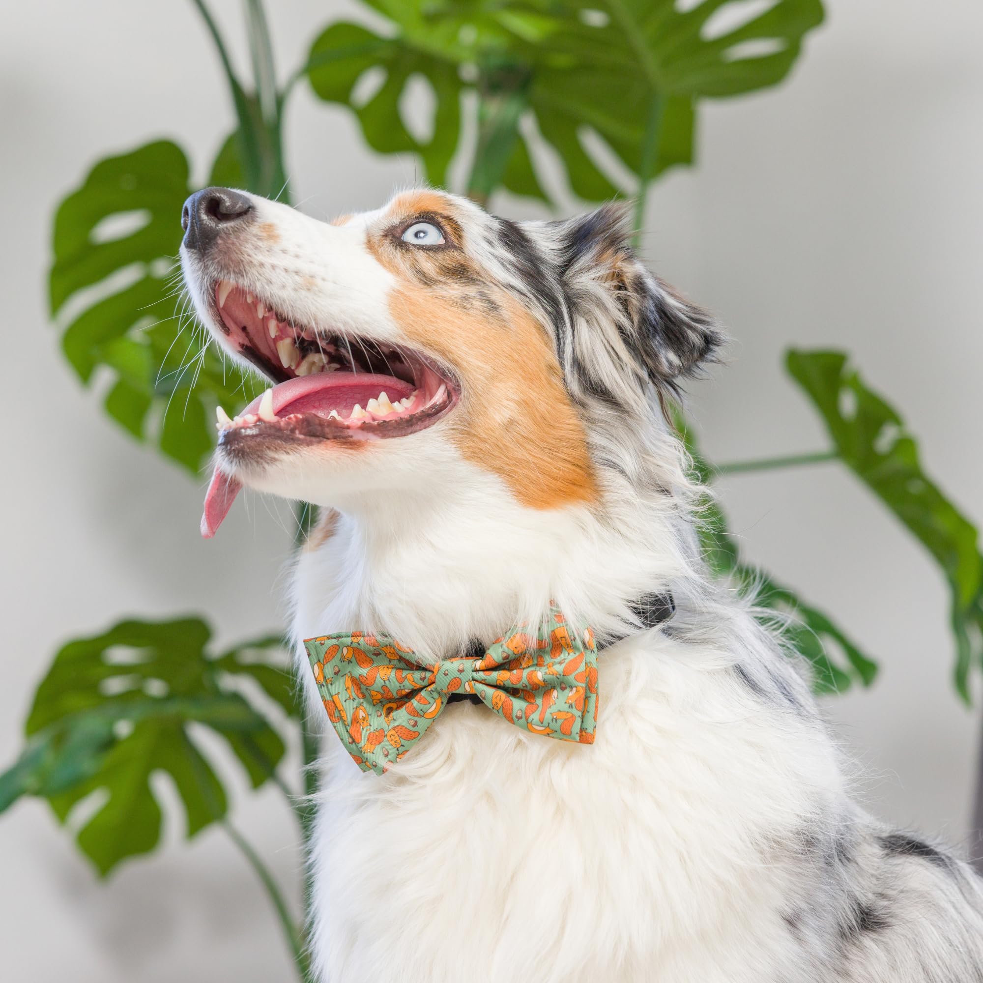 Huxley & Kent Silly Squirrels Fall Bow Tie Collar Attachment For Dogs & Cats - Large, Comfortable & Durable