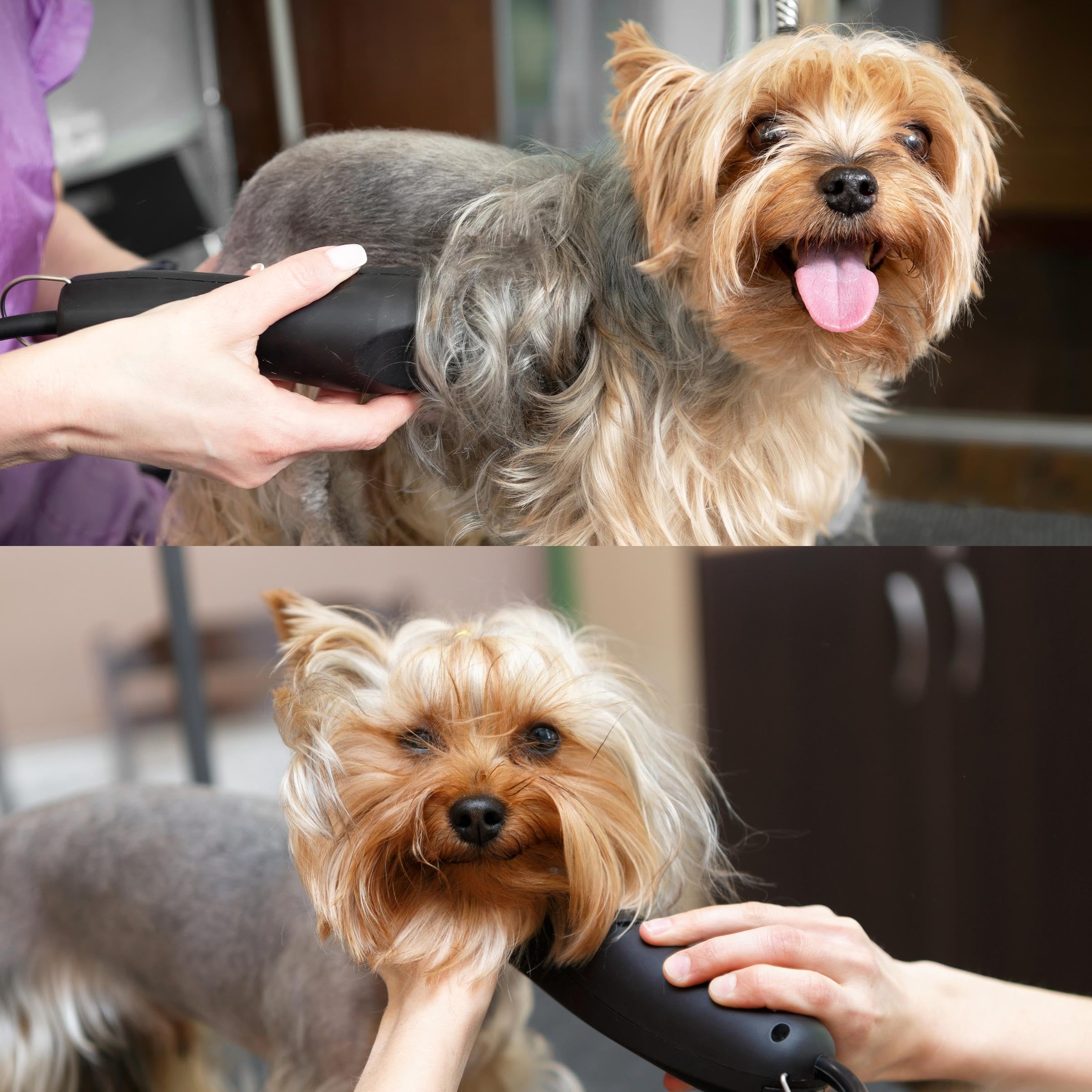 Bucchelli Skip Tooth 7 Wide Blade Dog Grooming Cuts Length 1/8'' - 3.2Mm Japanese Carbon Steel 7 Skip Tooth Blade Dog Grooming |