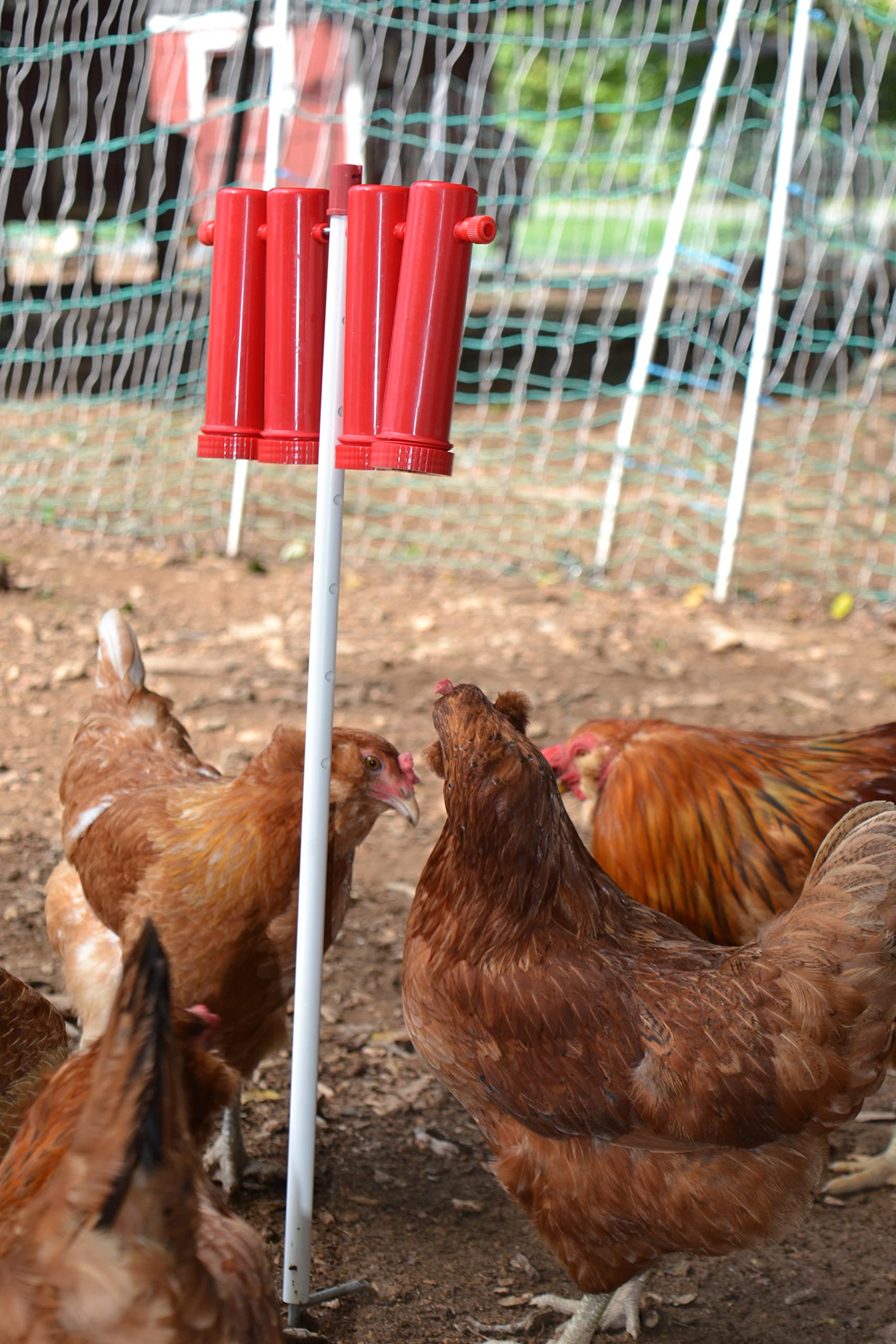RentACoop Chicken Treat Dispenser (Large)