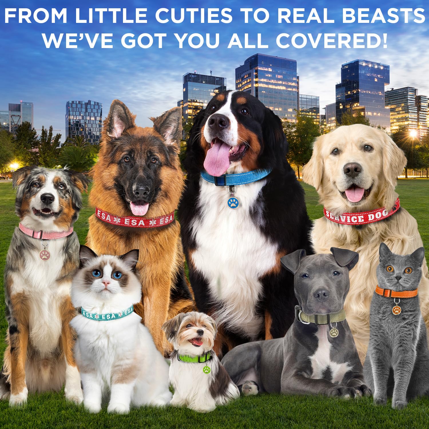Teceum Reflective Pet Collar - Navy Blue - Xs - Extra Soft Padding - Basic Nylon Dog Collar - Quick Release Buckle - Fits Small,