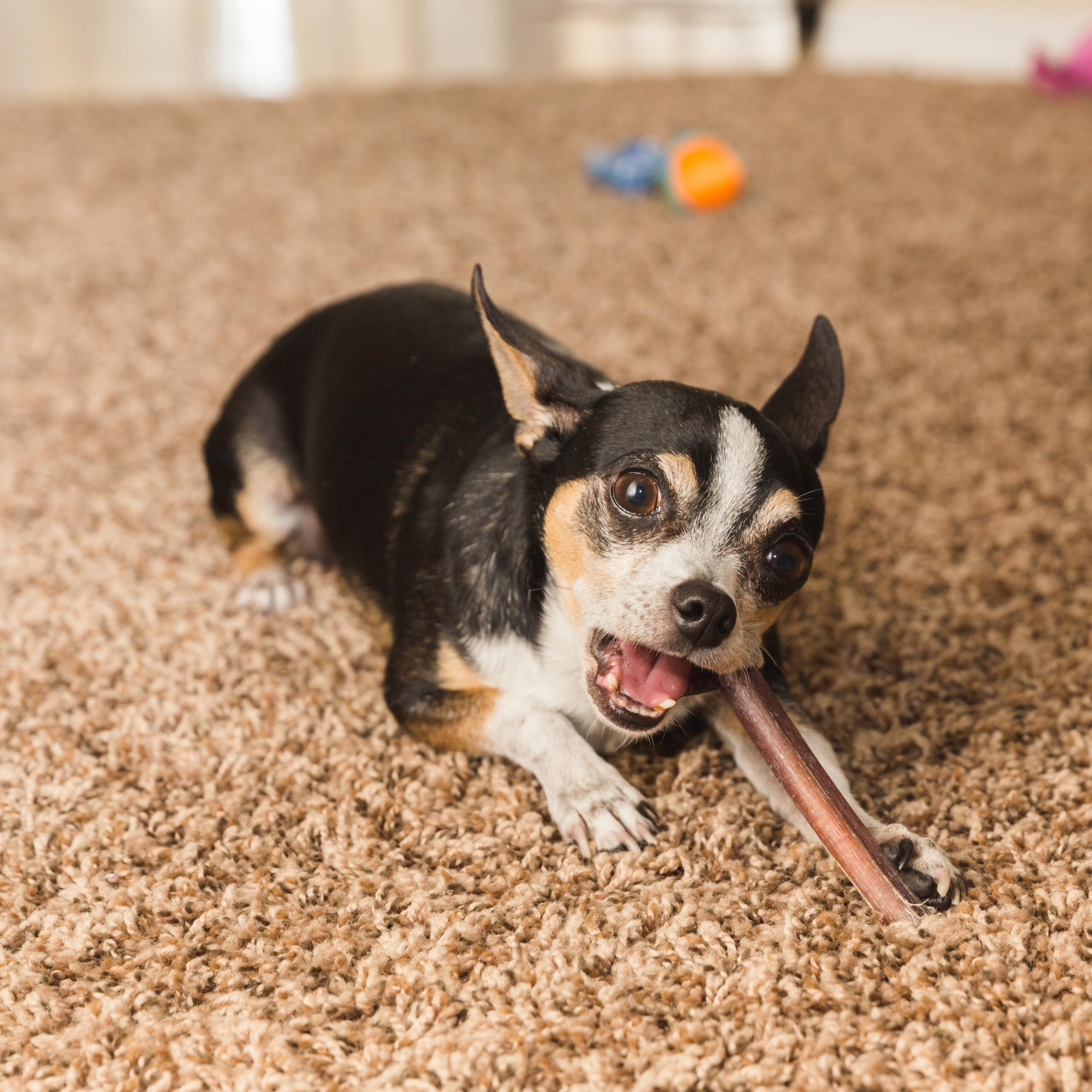 Fieldcrest Farms 6in Bully Crunchers - All-Natural 100% Beef Bully Stick Alternative, Highly Palatable, Easily Digestible, No Ad