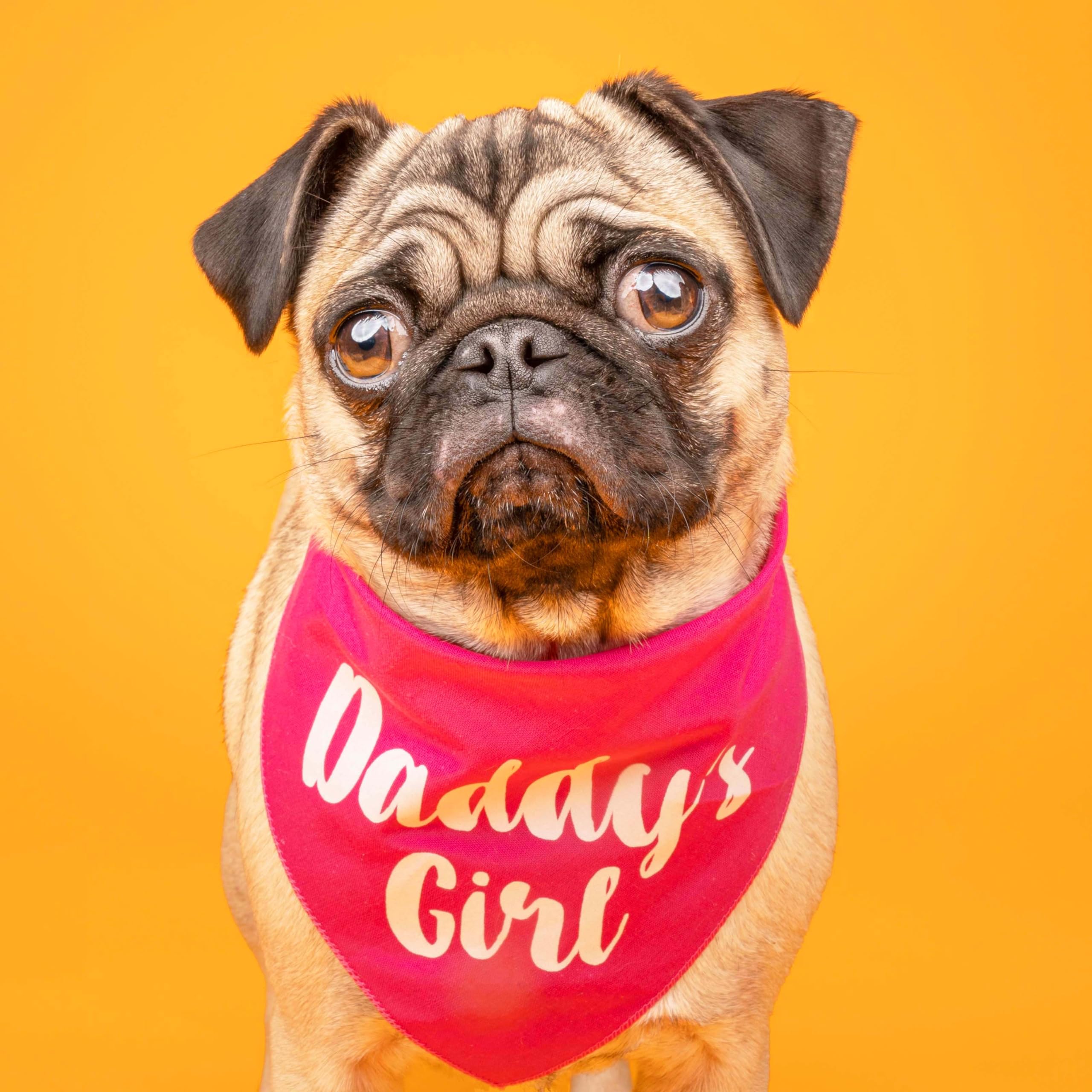 Daddy'S Girl Father'S Day Dog Bandana (Turquoise, Xs 5)
