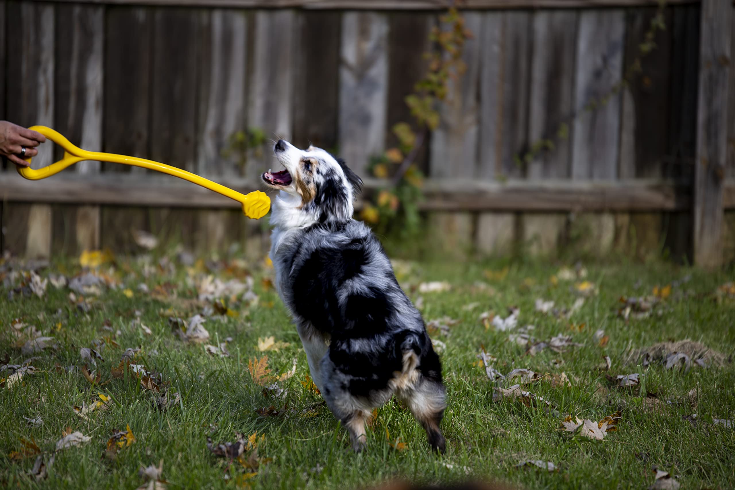 Jersey Dog Co. The Ultimate Tug Toy (Blue) - Made In The Usa