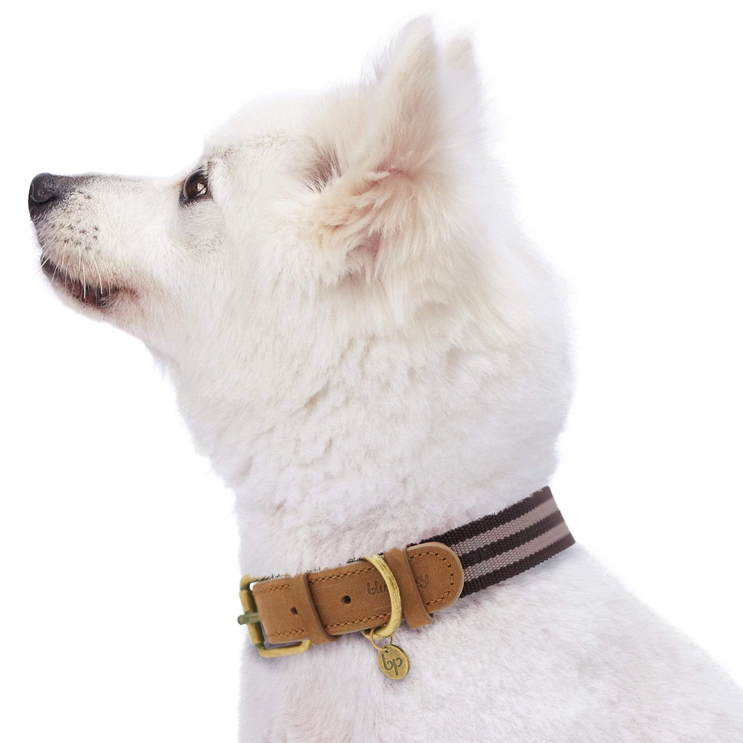 Blueberry Pet Soft & Comfy Leather Dog Collar - Adjustable Dog Collars For Small Dogs, Genuine Leather Collar For Dogs, Classic