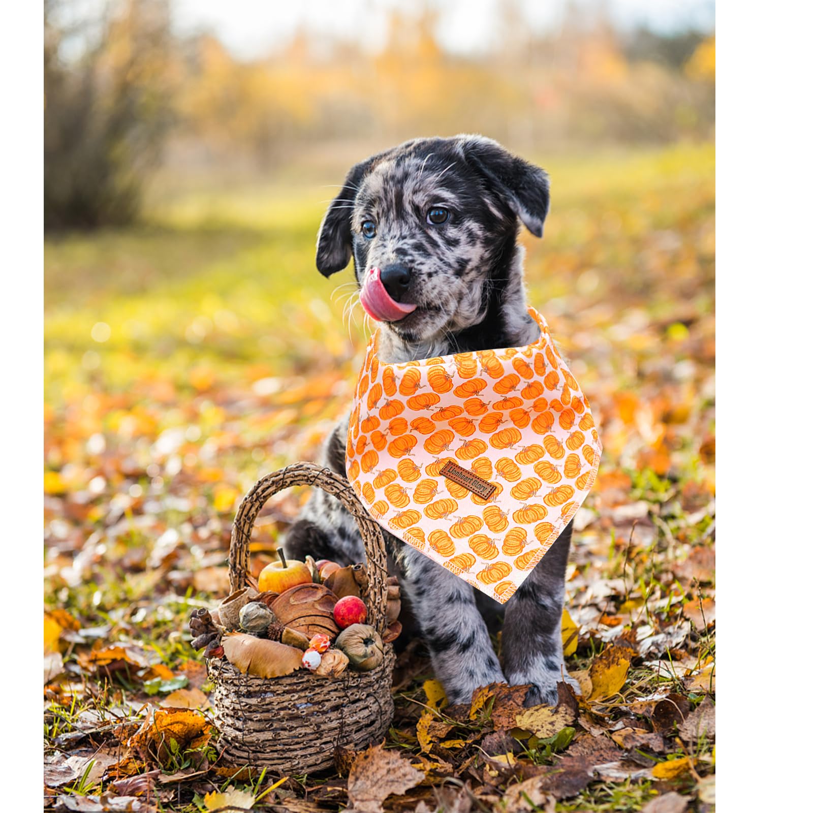 Lionheart Glory Fall Square Dog Scarf - Adjustable, Washable Soft Bandana For Medium Large Dogs (Halloween Pumpkin Theme, 1 Pack