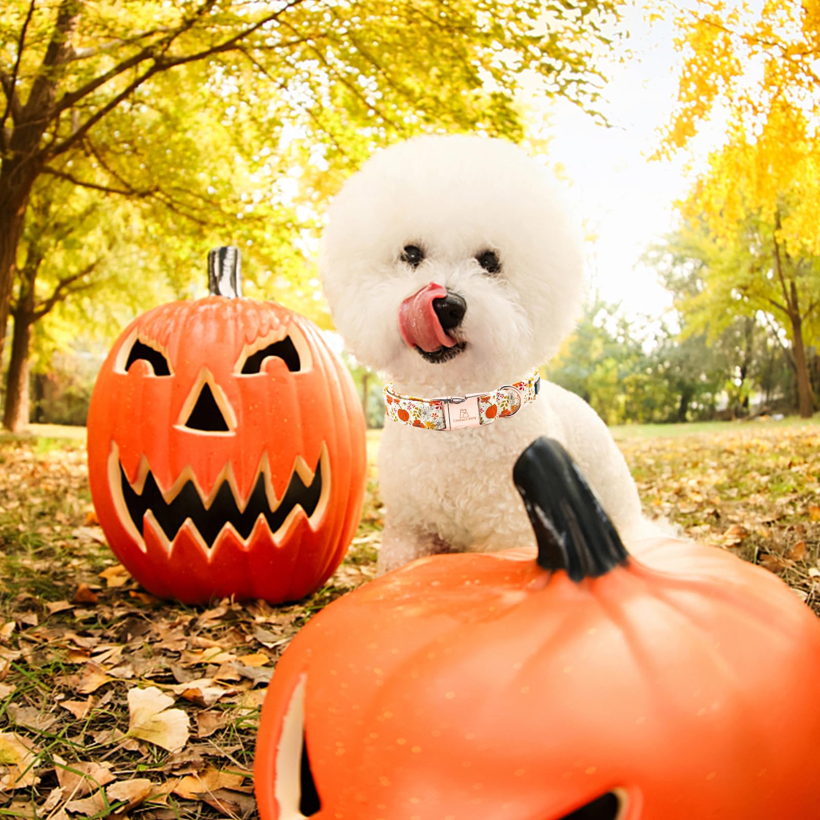 Lionheart Glory Dog Collar Halloween Collar Dog Fall Dog Collars, Adjustable Heavy Duty Dog Collar For X-Large Dogs Pumpkin Collar Dog