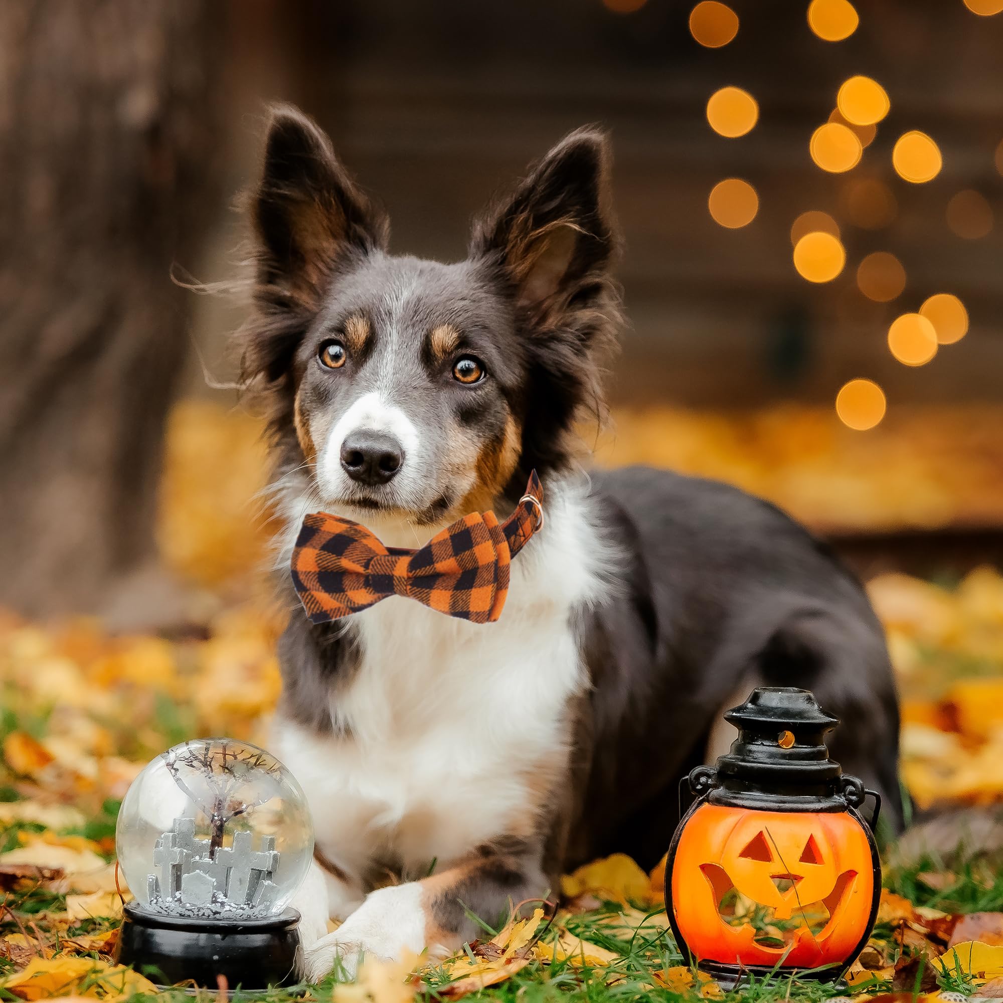 Adoggygo Halloween Dog Collar With Bow, Adjustable Plaid Dog Collars With Removable Bowtie Orange Purple Plaid Halloween Collars For Medium Dogs Pets (Medium, Orange&Purple)