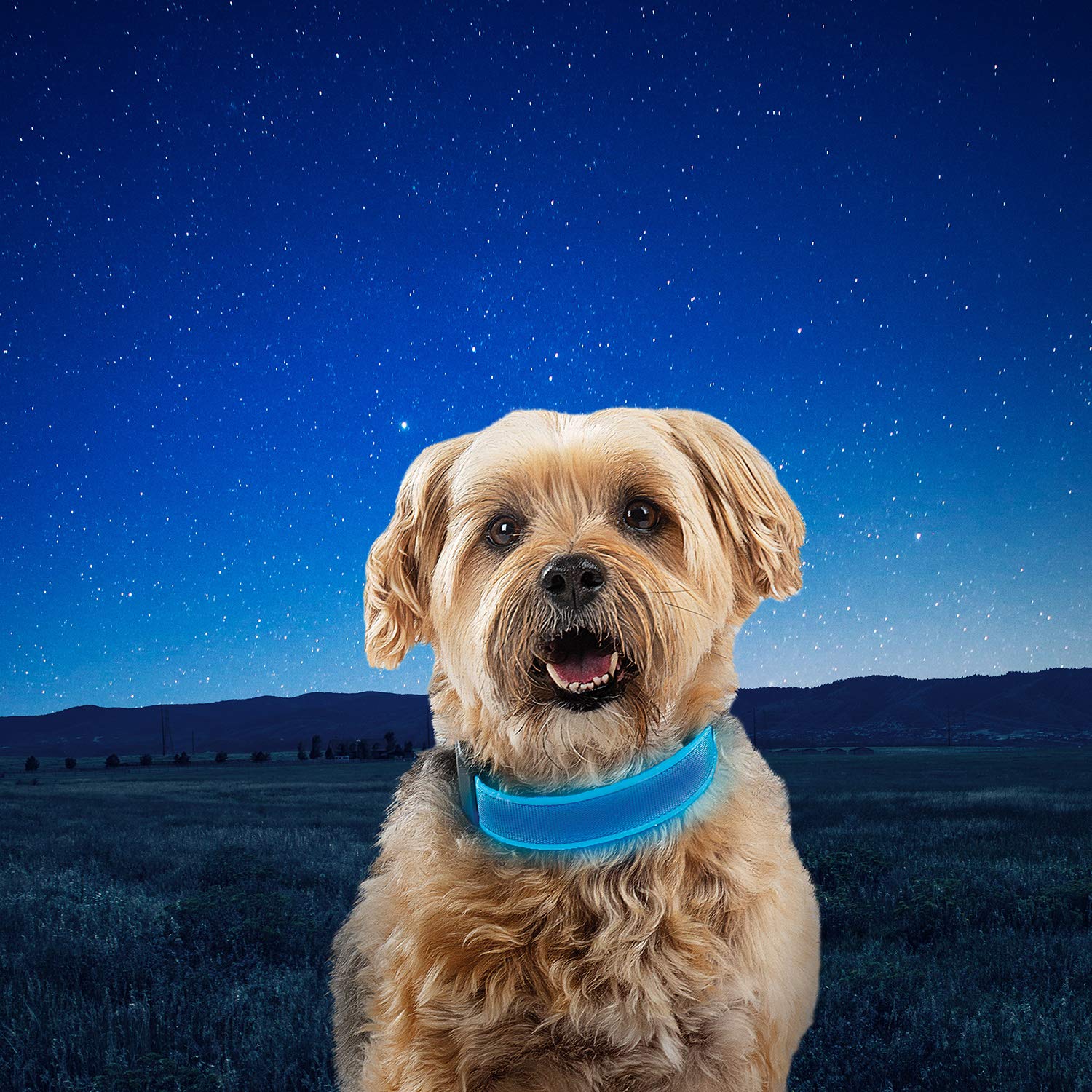 Nite Ize Nitedog Rechargeable Led Collar, Usb Rechargeable Light Up Dog Collar W/Metal Buckle, Water Resistant, Small, Blue
