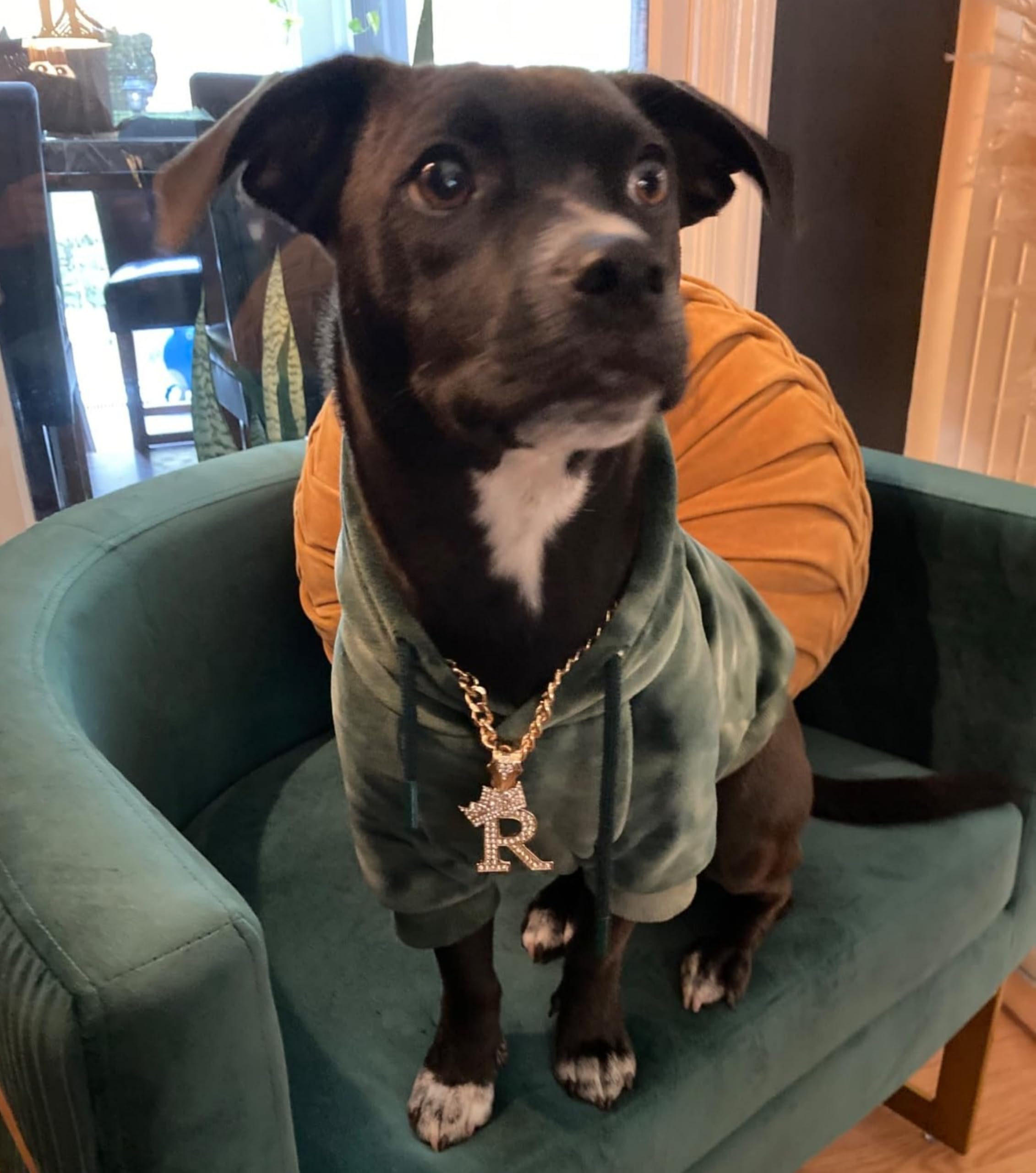 Initial Letter Cuban Chain Dog Chain Pet Chain Pet, Cat, Puppy Necklace (R, 30'')