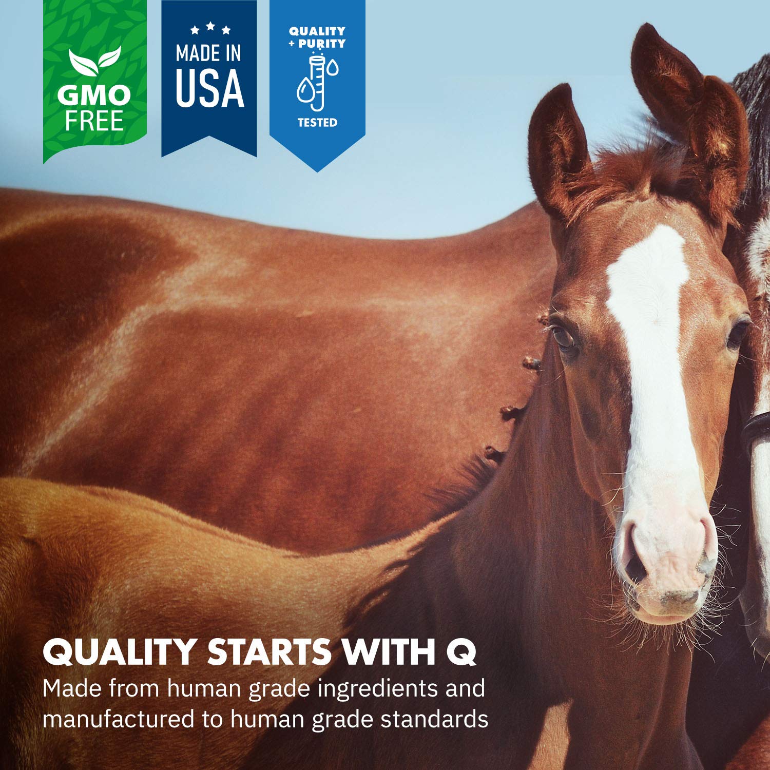 Equa Holistics HealthyGut Foal Kit for Horses Dietary Supplement, All-Natural Formula (14 g)