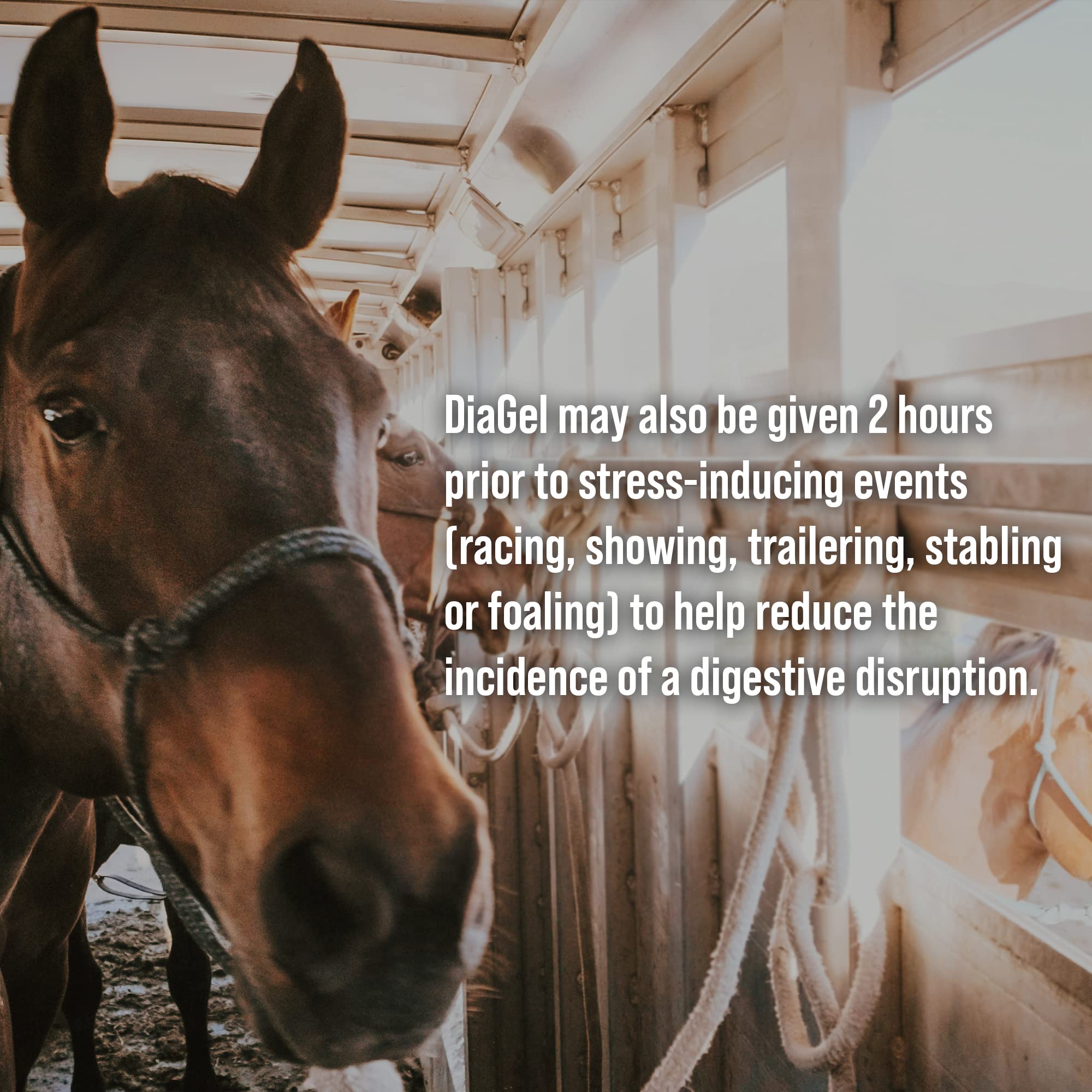 DiaGel for Equine - Orally Administered Gel for Occasional Loose Stools and Digestive Upset - Natural Horse Products - Van Beek