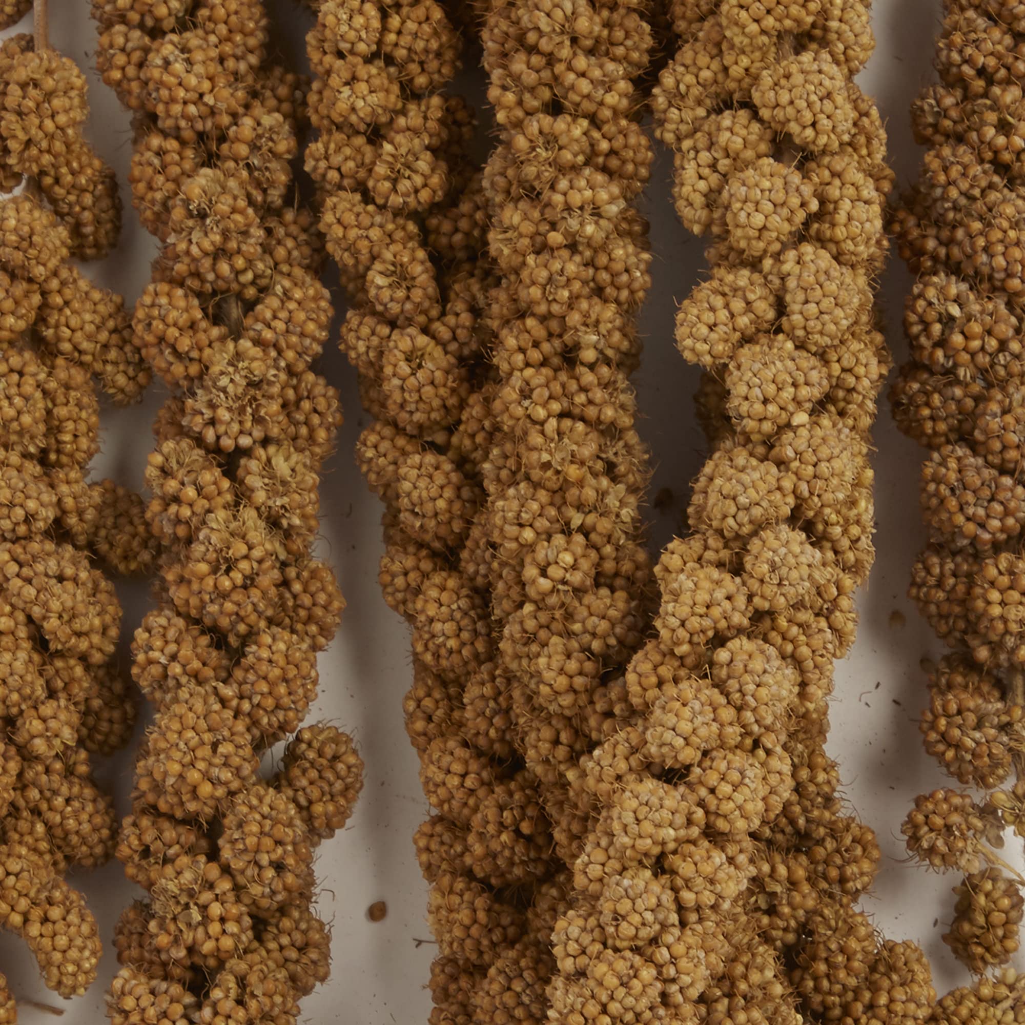 F.M. Browns Tropical Carnival, Natural Spray Millet, Daily Natural Foraging Treat for Seed-Eating Birds, Sun-Cured and Preserva