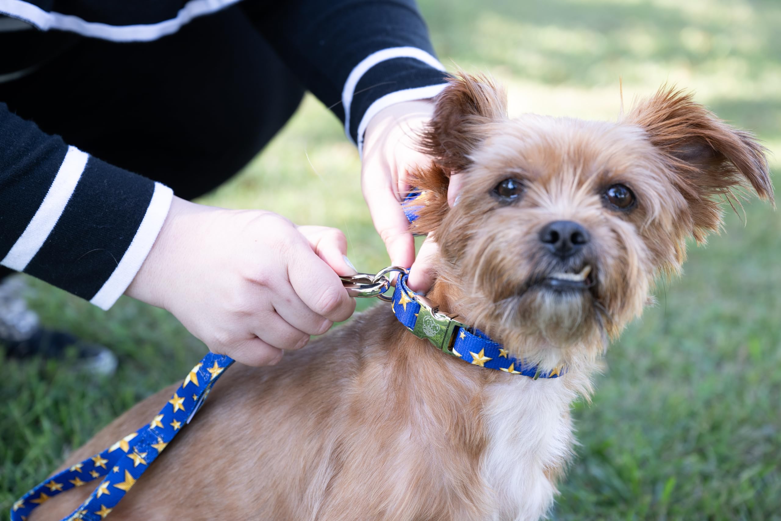 Country Brook Petz - Premium Duty Honor Country Dog Collar - Americana Collection Featuring Patriotic Designs (1 Inch, Extra Lar